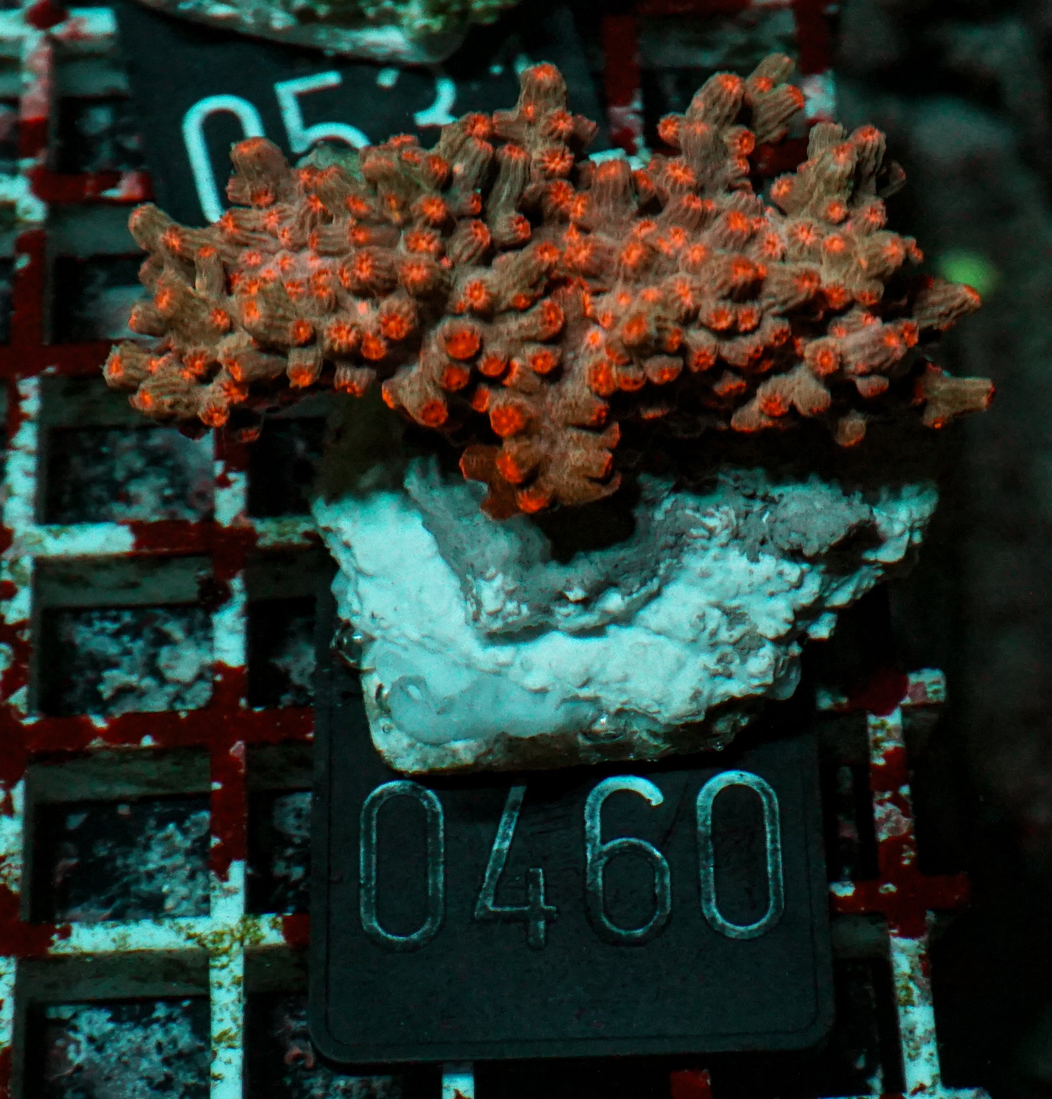Cyphastrea decadia