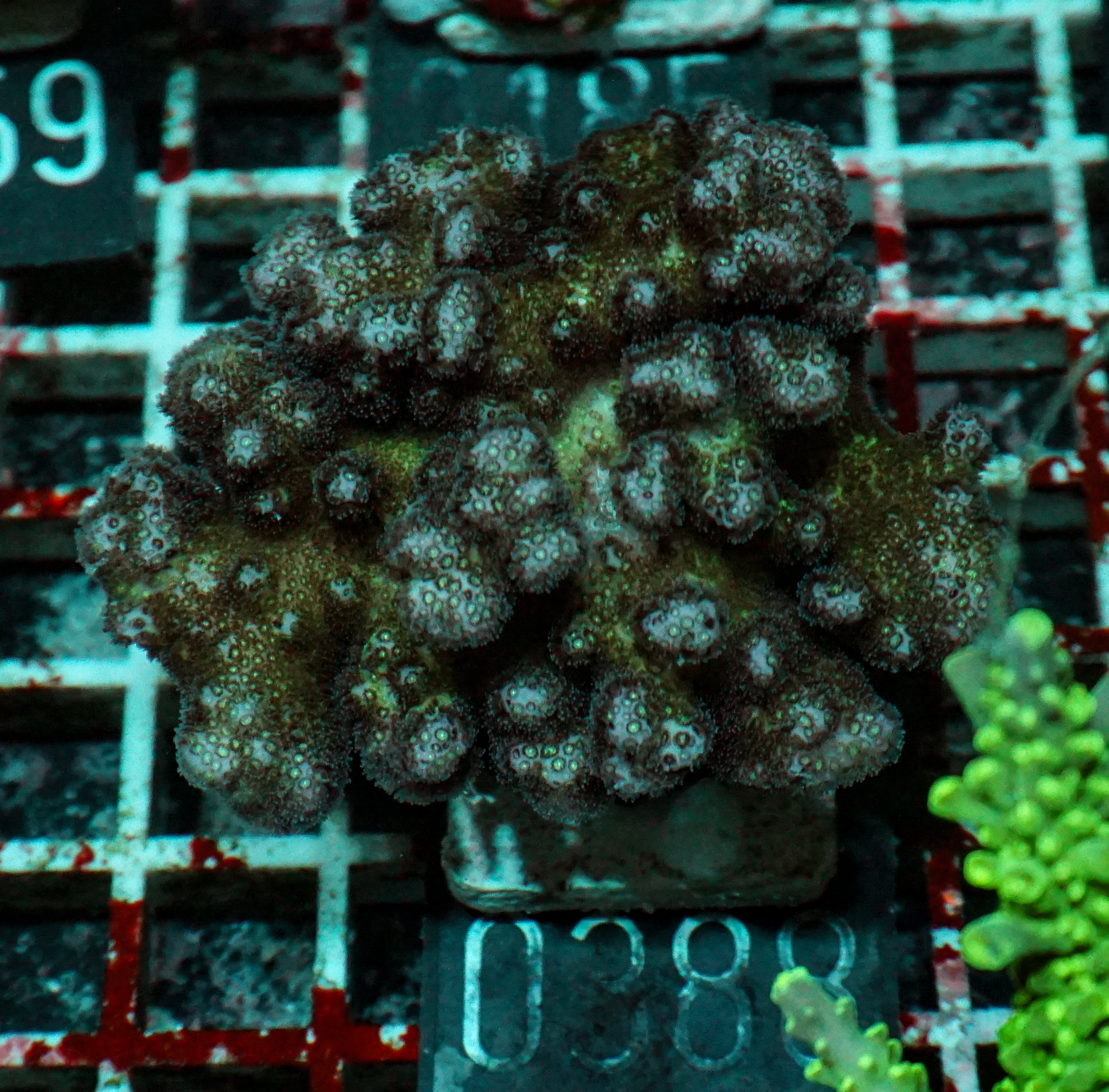 Pocillopora damicornis "pink"