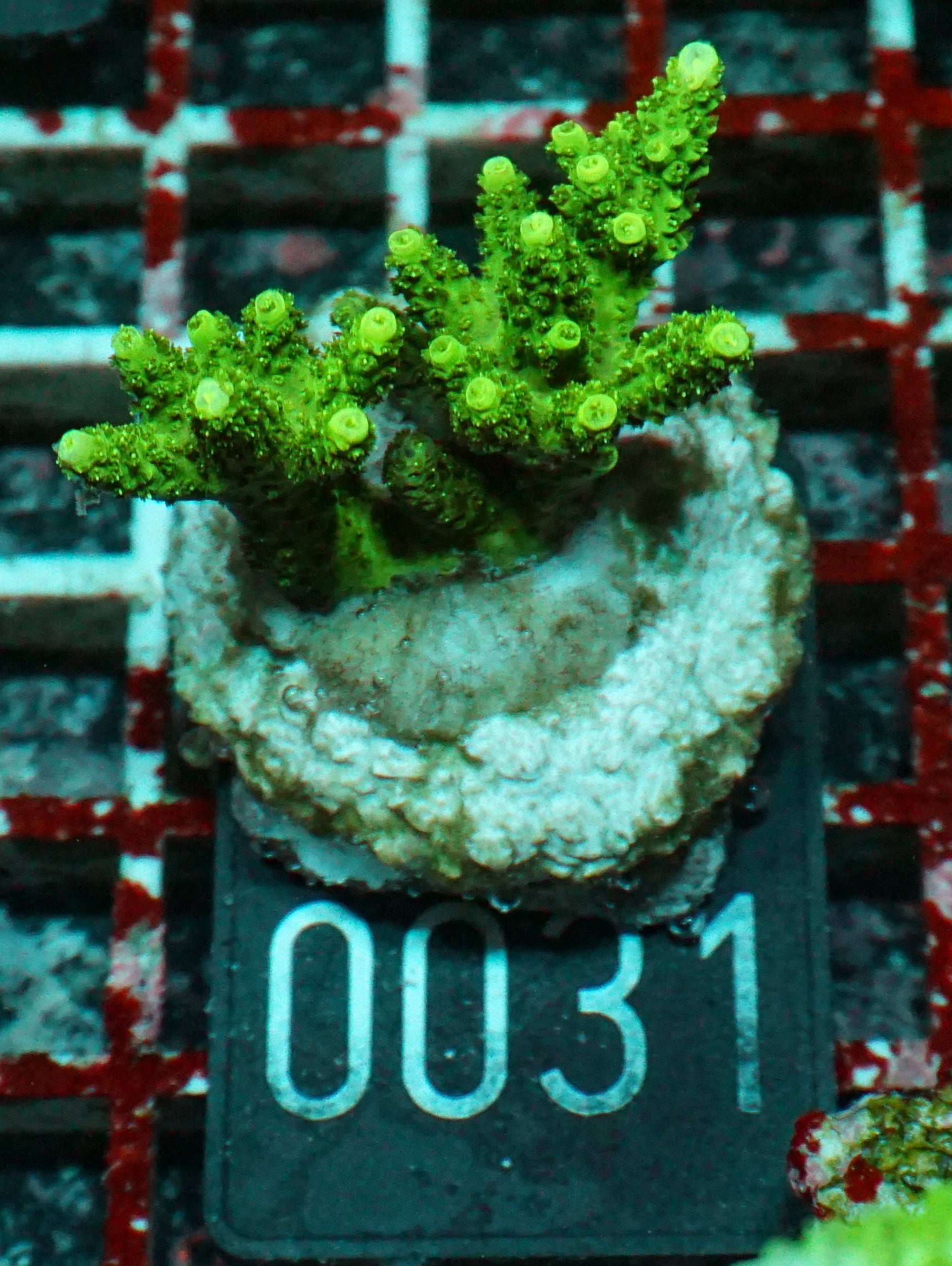 Acropora hyacinthus „green forest“