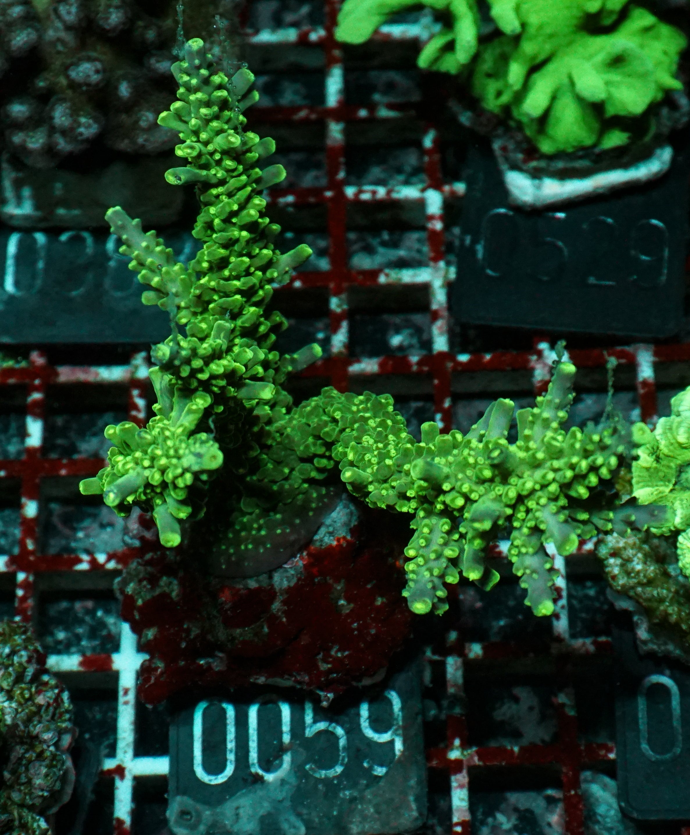 Acropora secale „Joker“