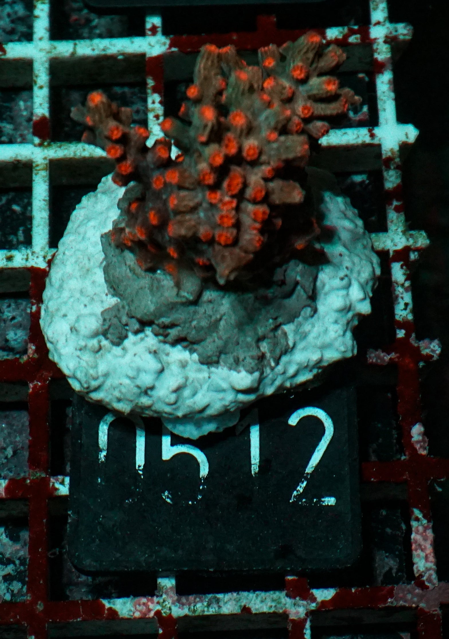 Cyphastrea decadia