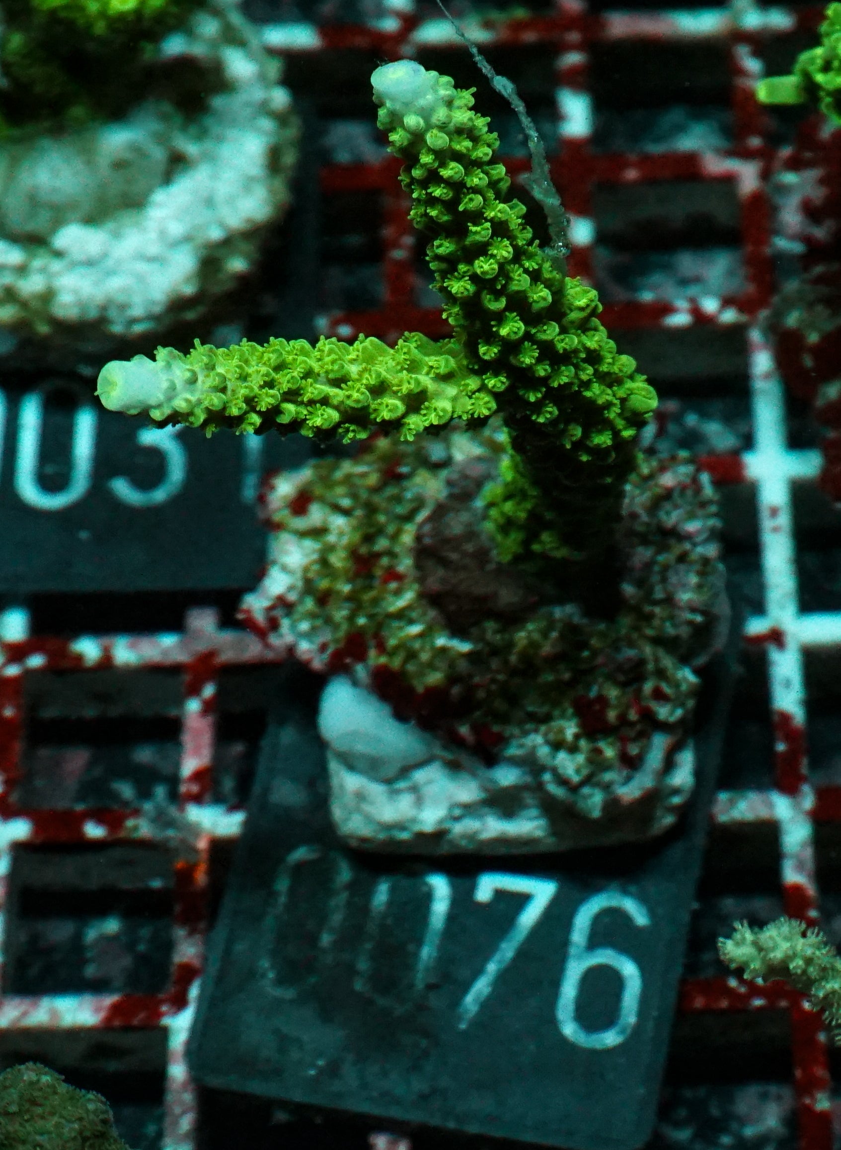 Acropora pulchra "die schöne" - rar und neu!