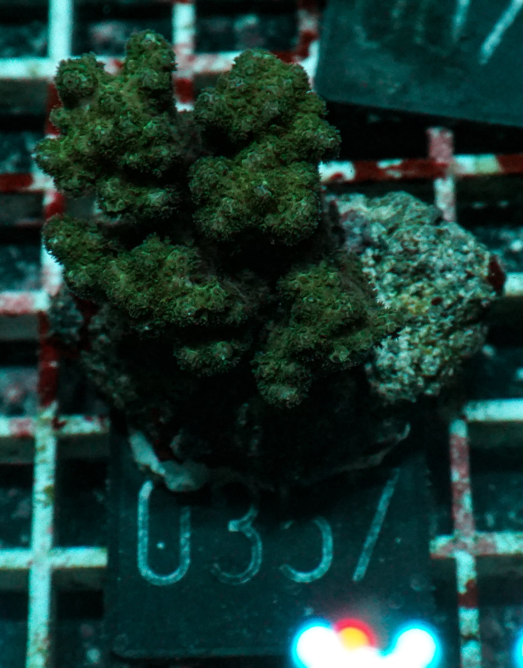 Pocillopora verrucosa