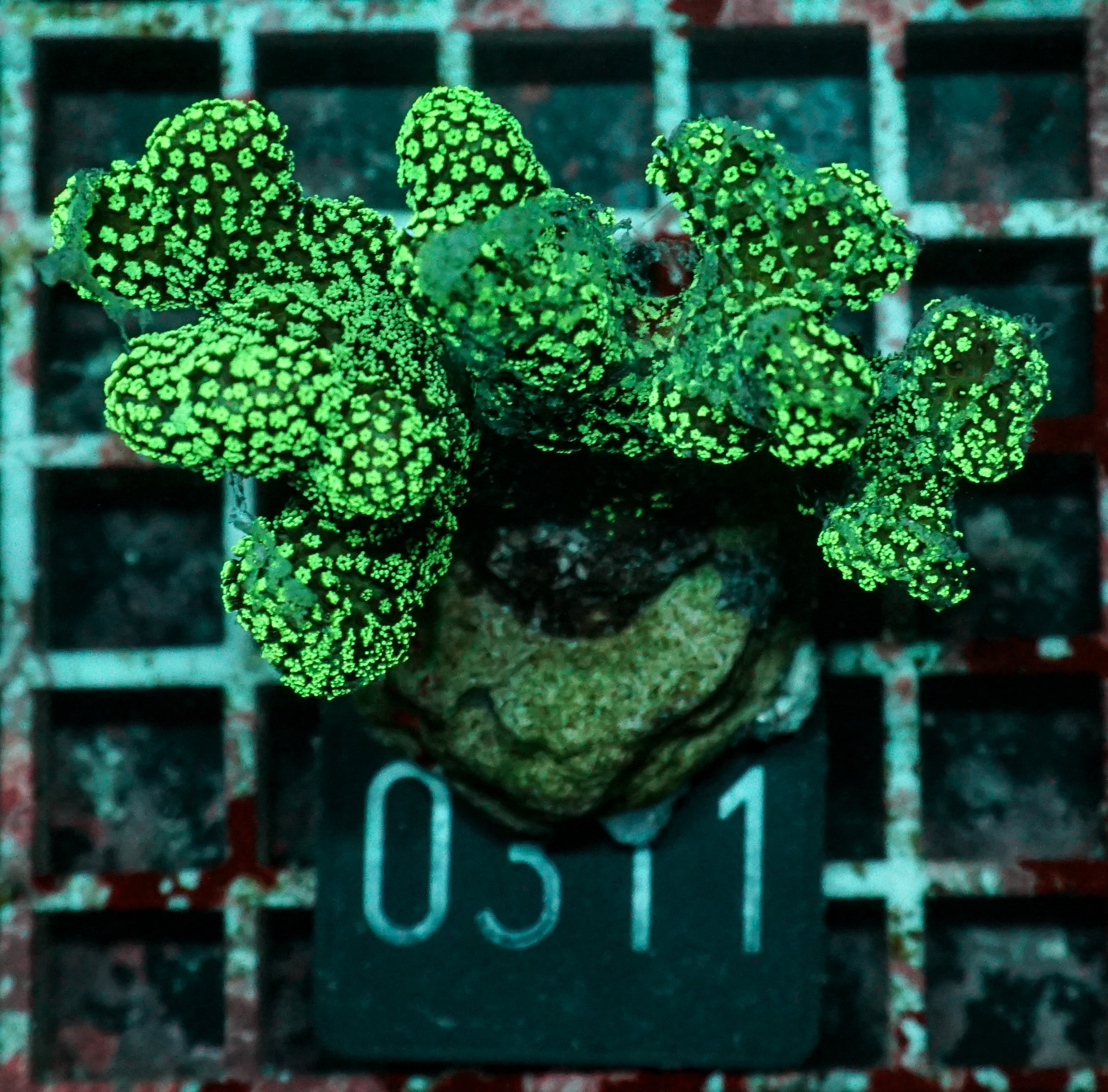 Stylophora pistillata "green"
