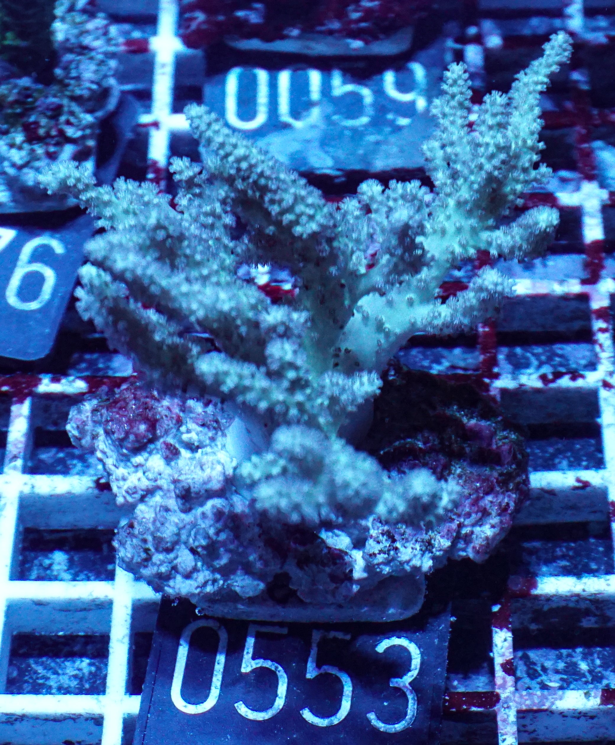 Sinularia/ Sclerophytum „fiji palau"