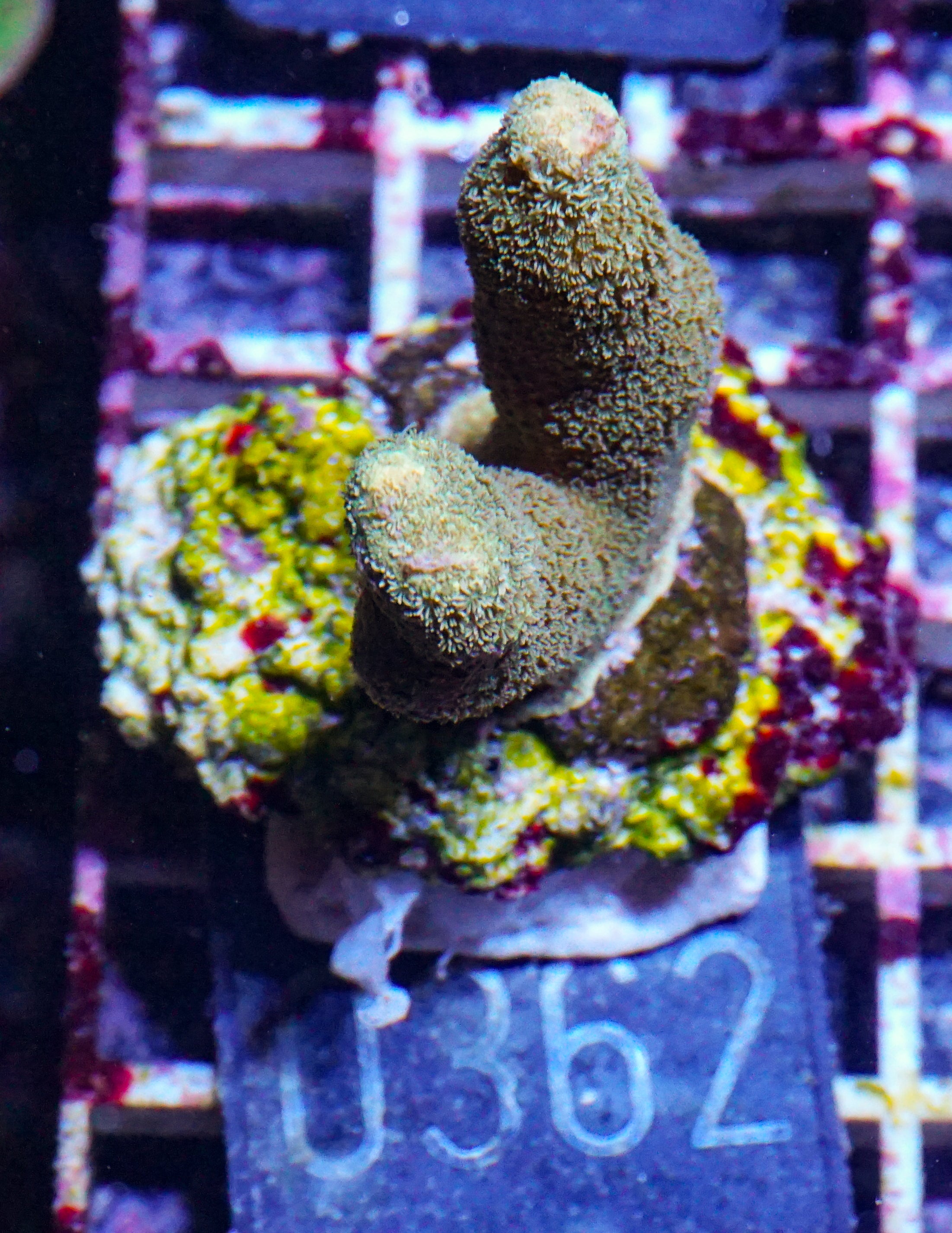 Porites lichen