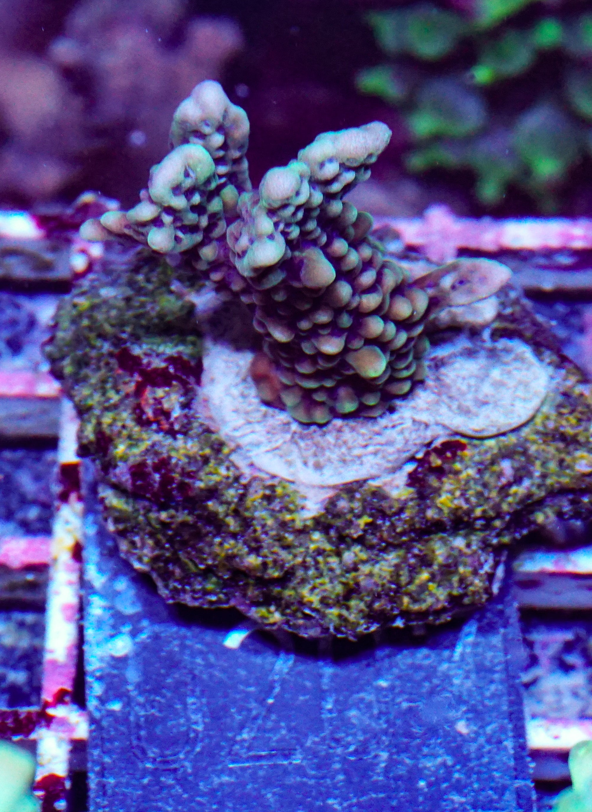 Montipora verrucosa