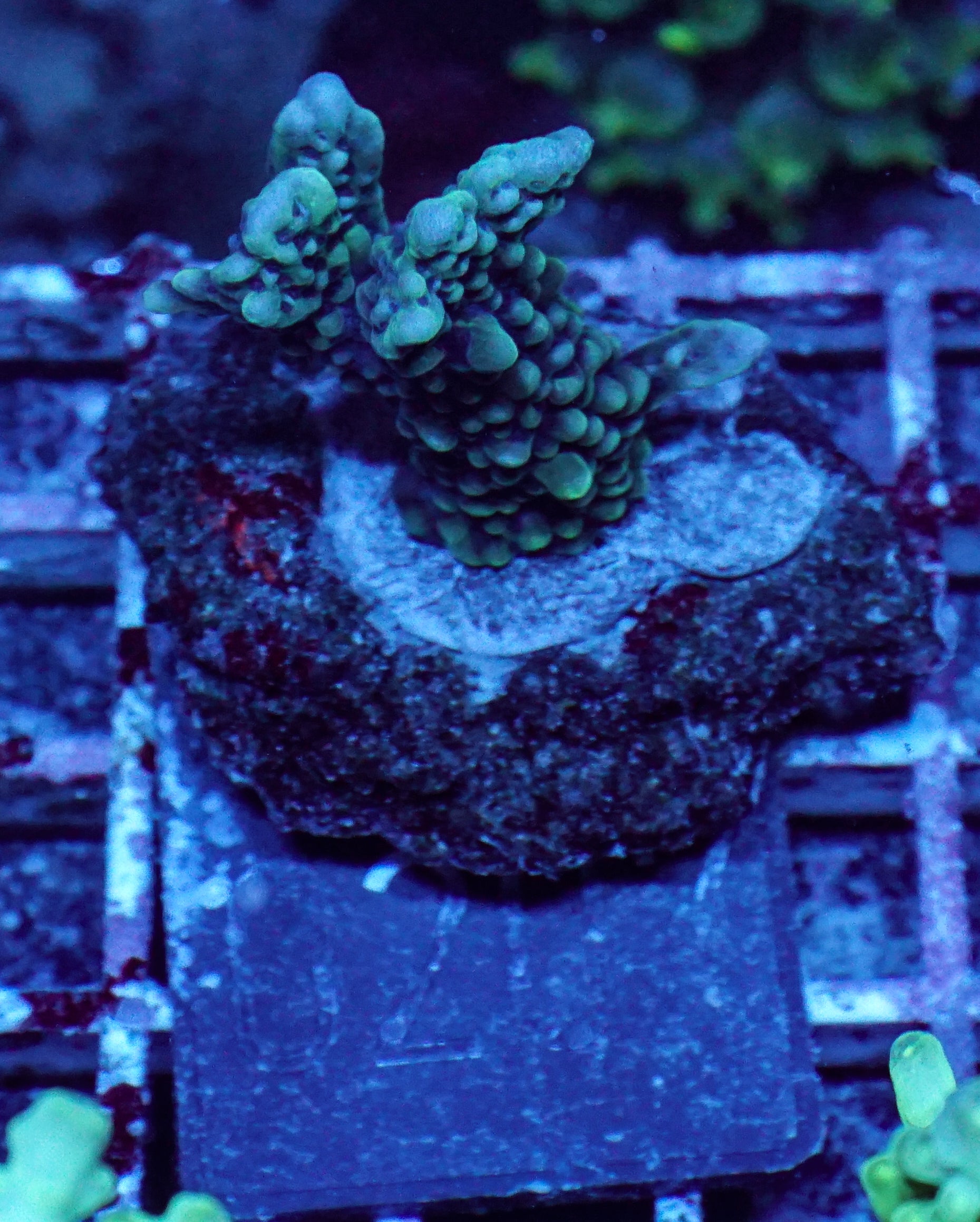 Montipora verrucosa