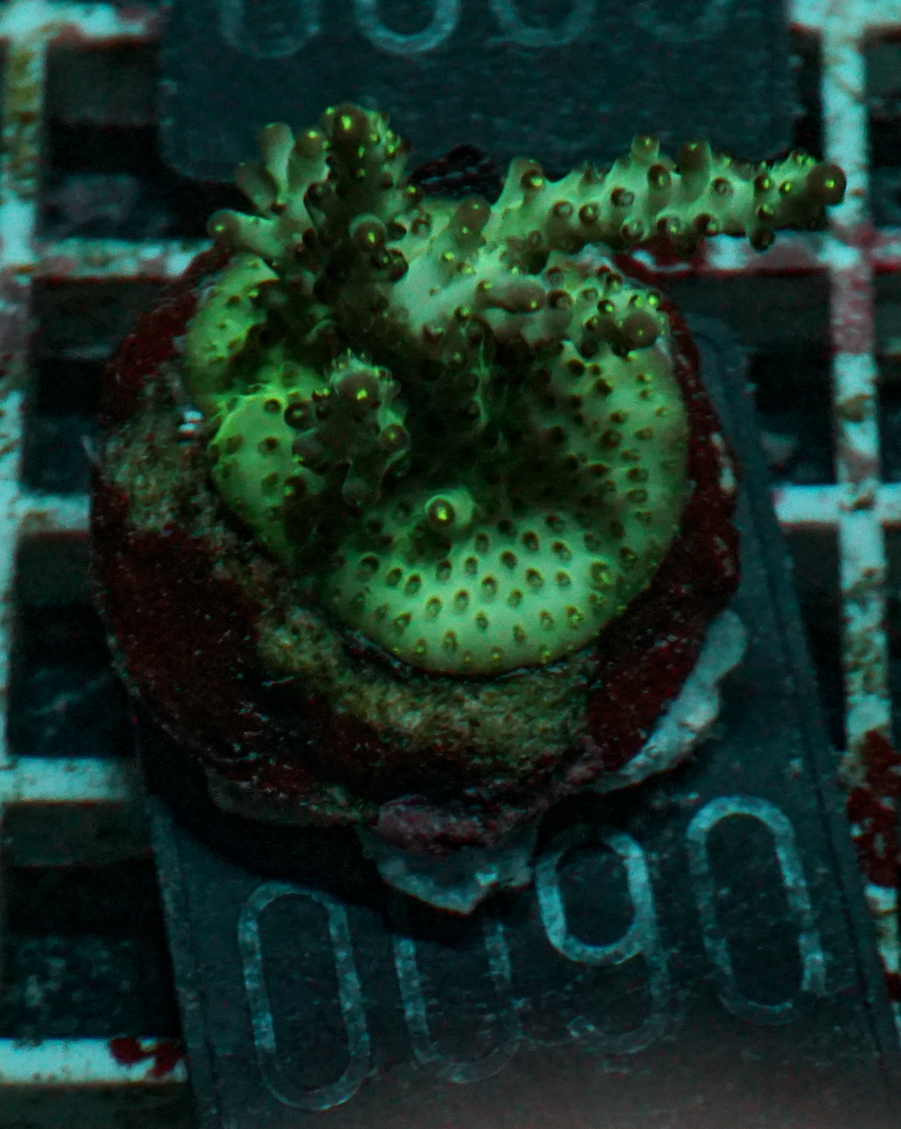 Acropora sp.