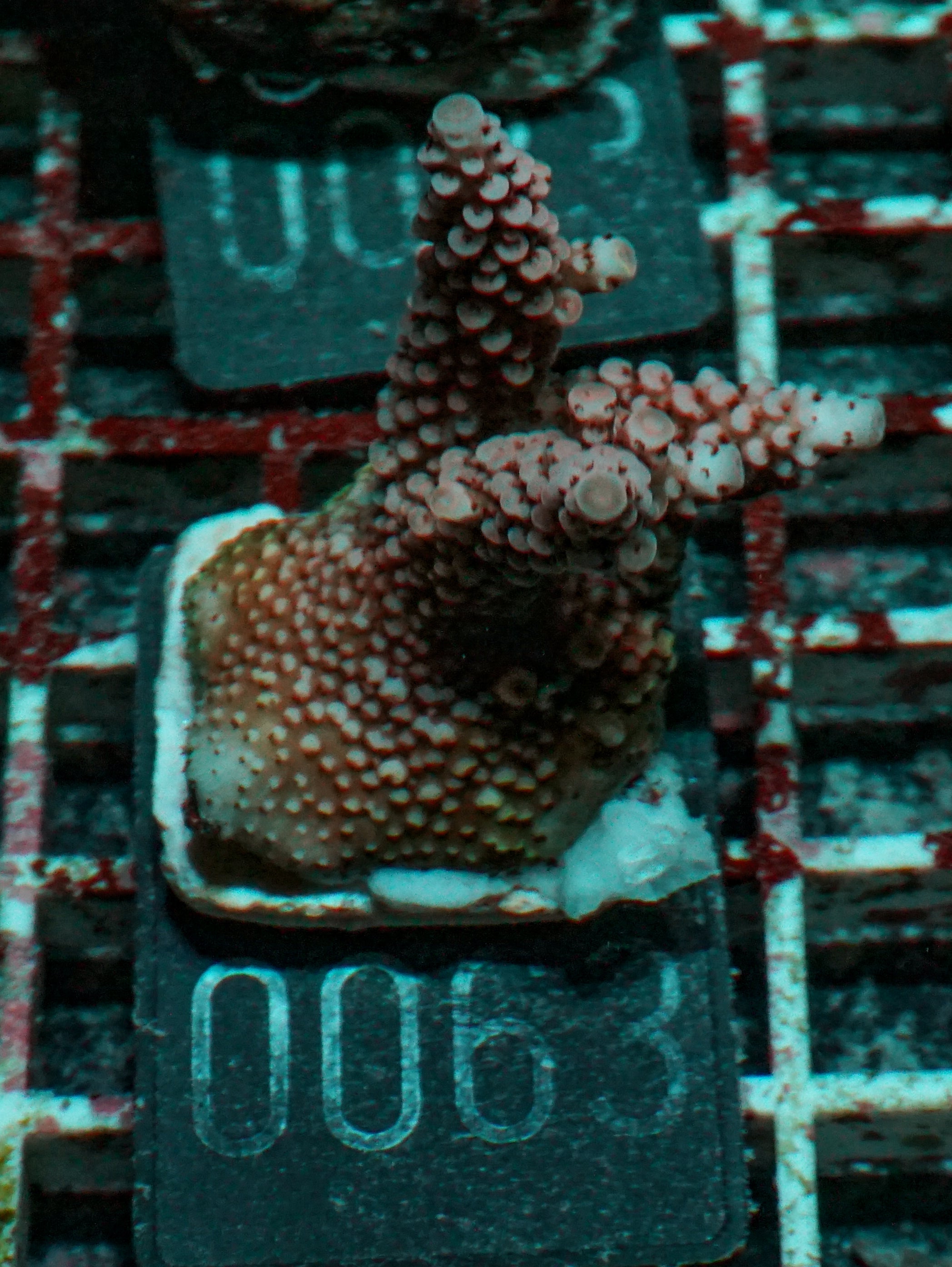 Acropora vermiculata “red jacket”