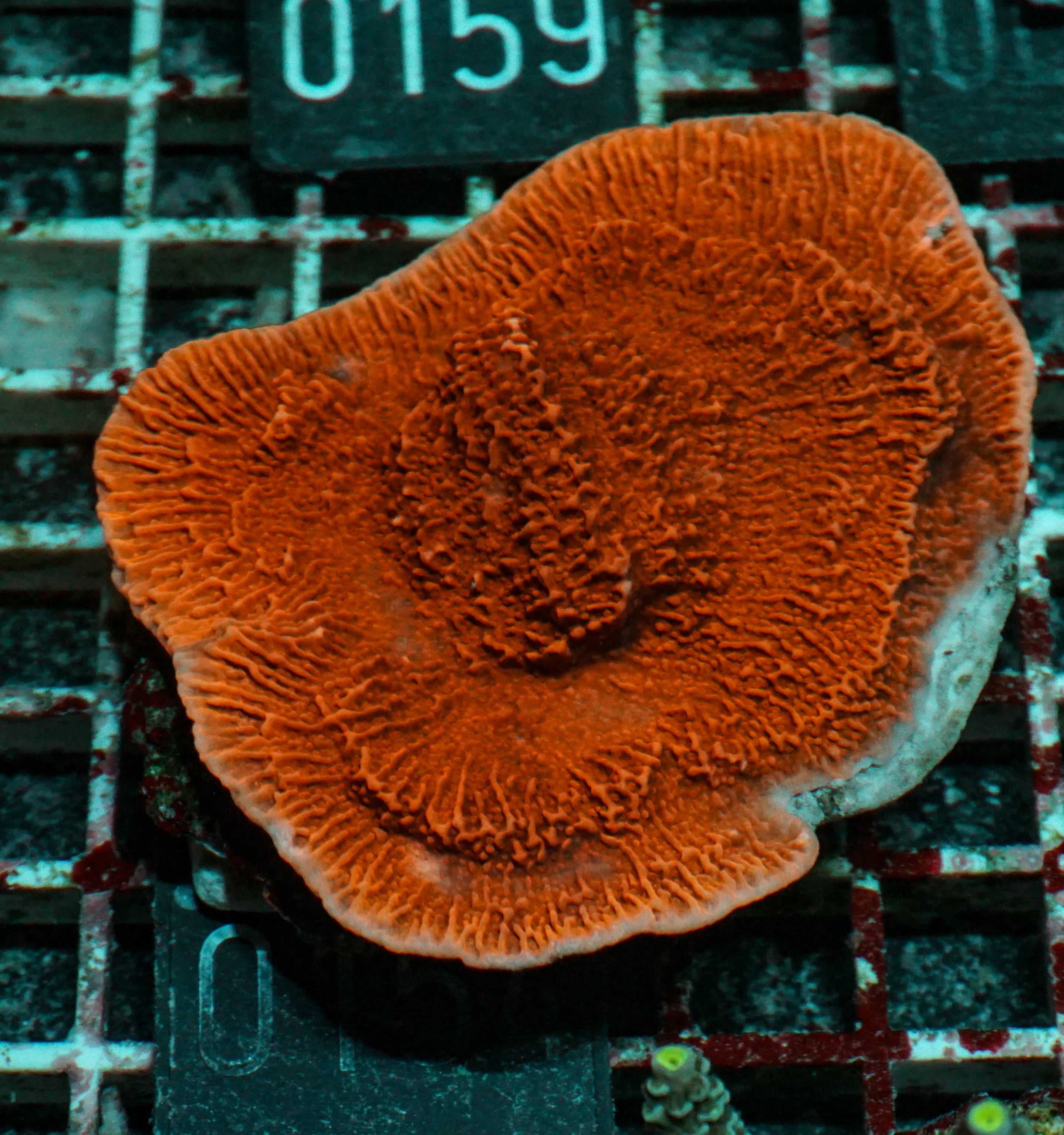 Montipora foliosa
