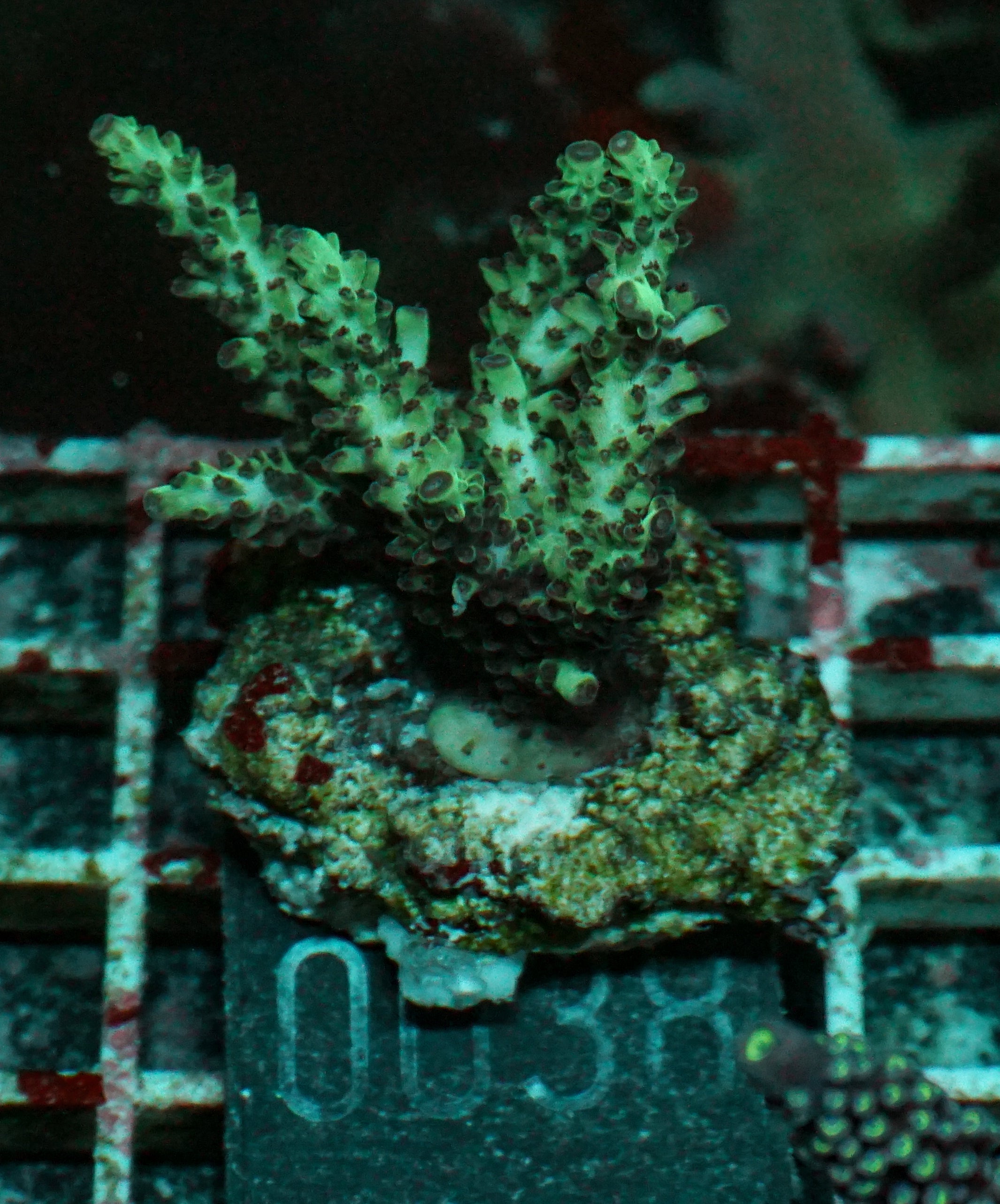 Acropora massawensis „false strawberry-shortcake"