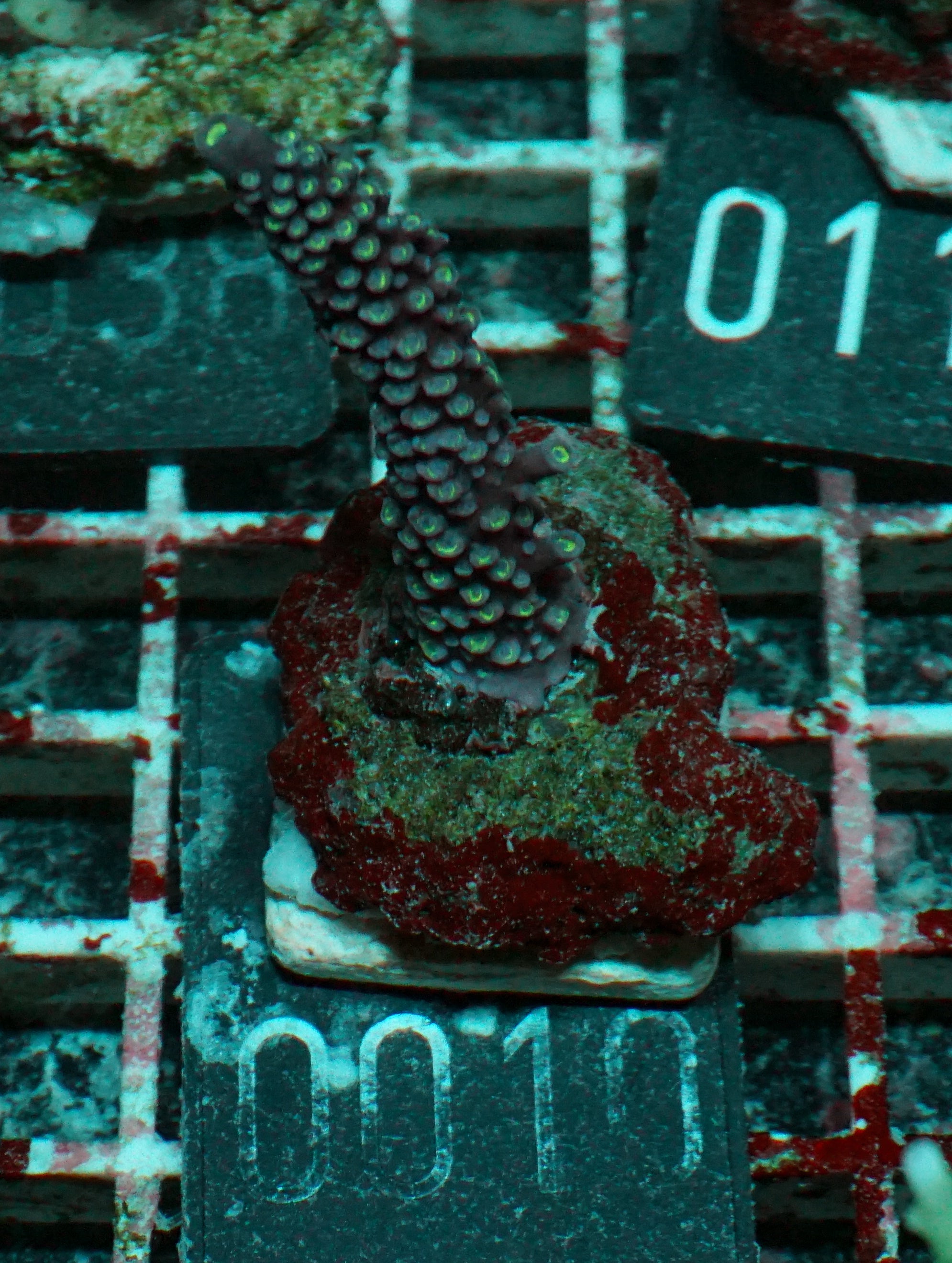 Acropora hoeskmai „blue robin“