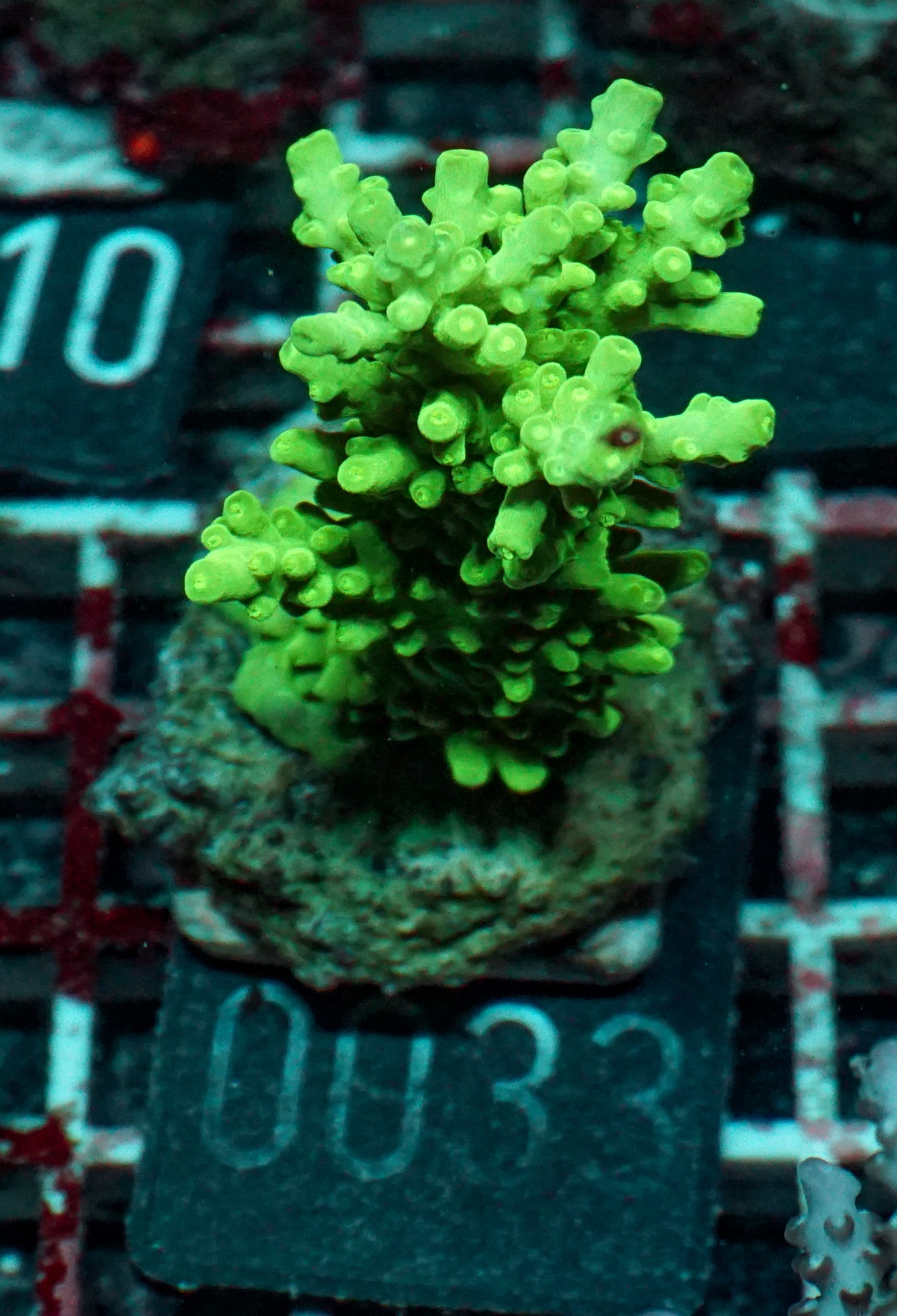 Acropora austera „golden age“