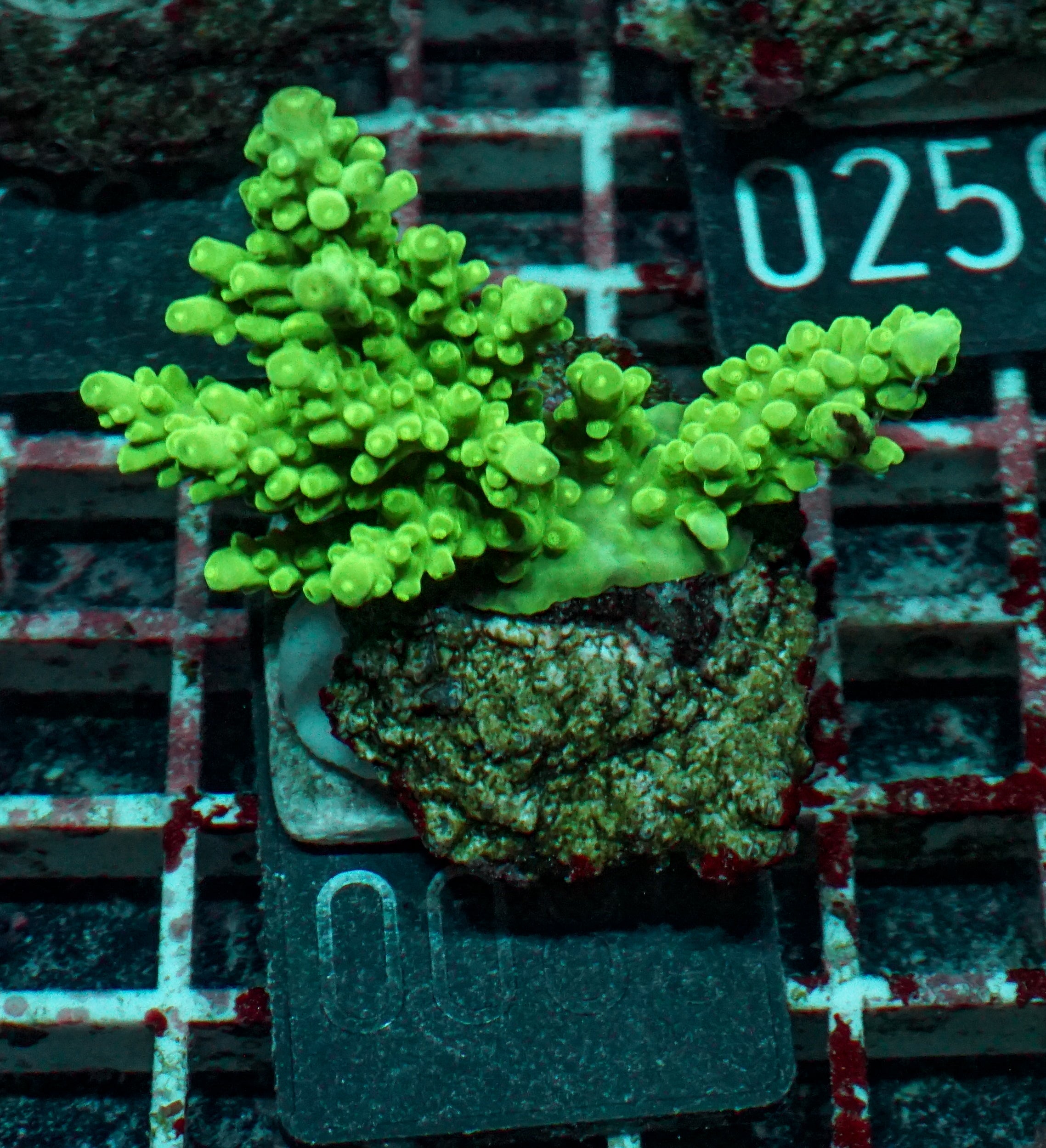 Acropora austera „golden age“