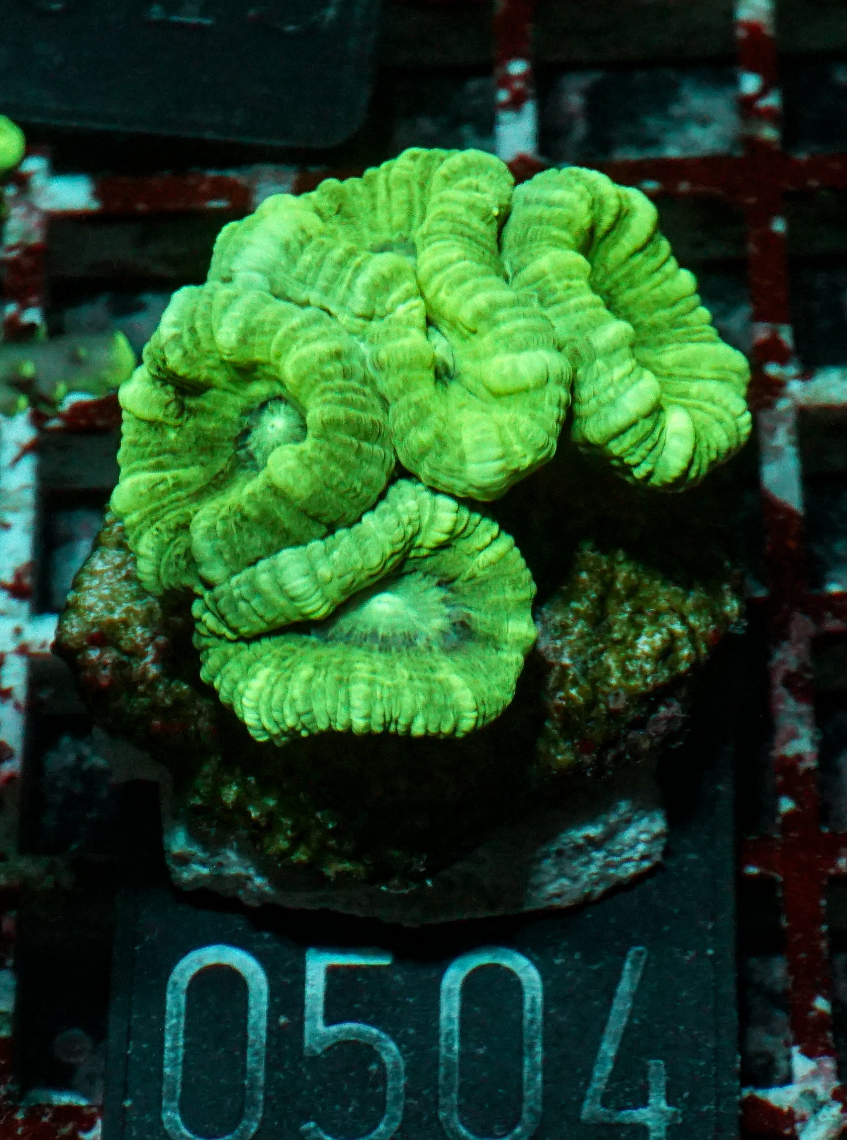 Caulastraea furcata
