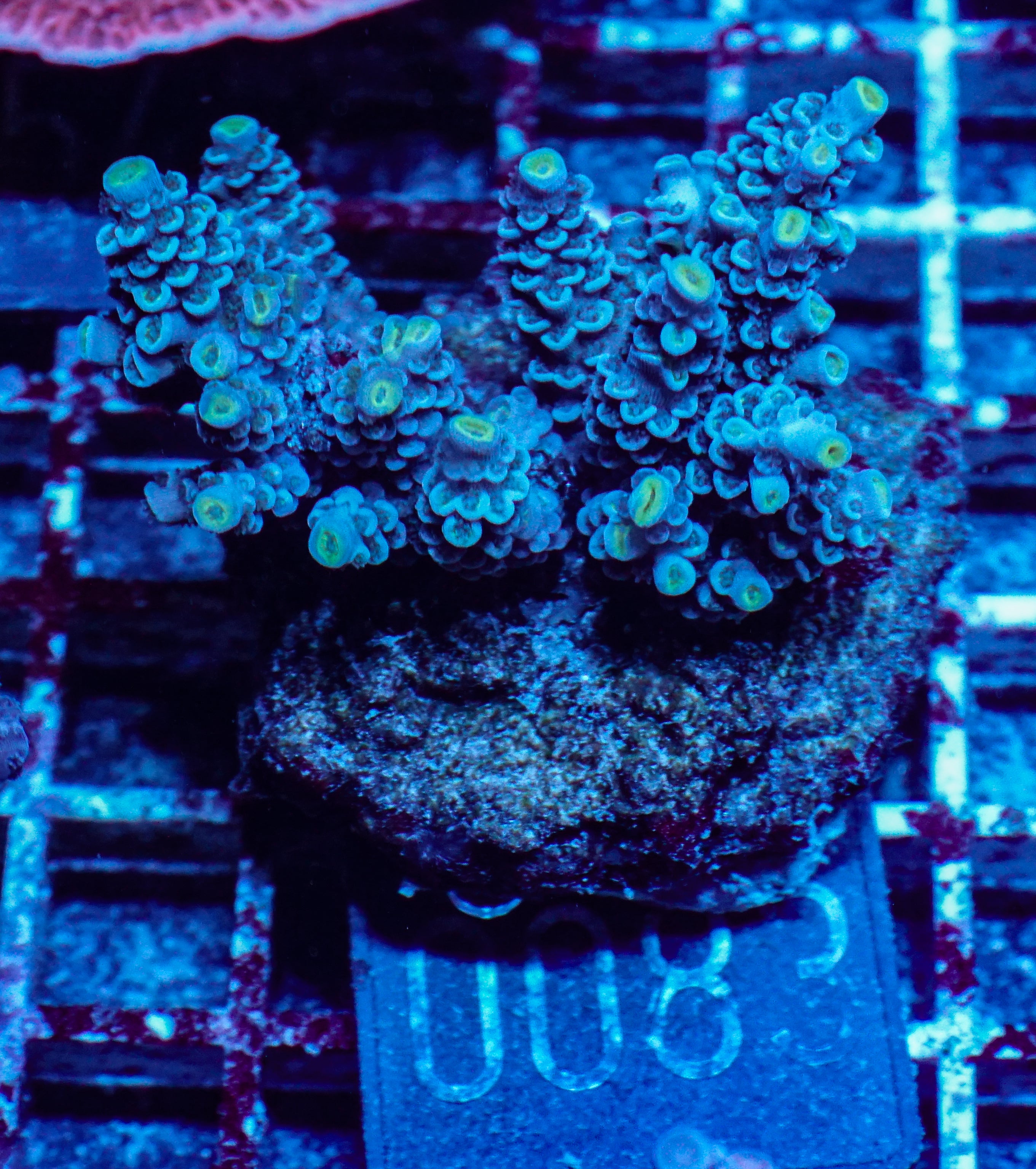 Acropora tenuis “Walt Disney art”