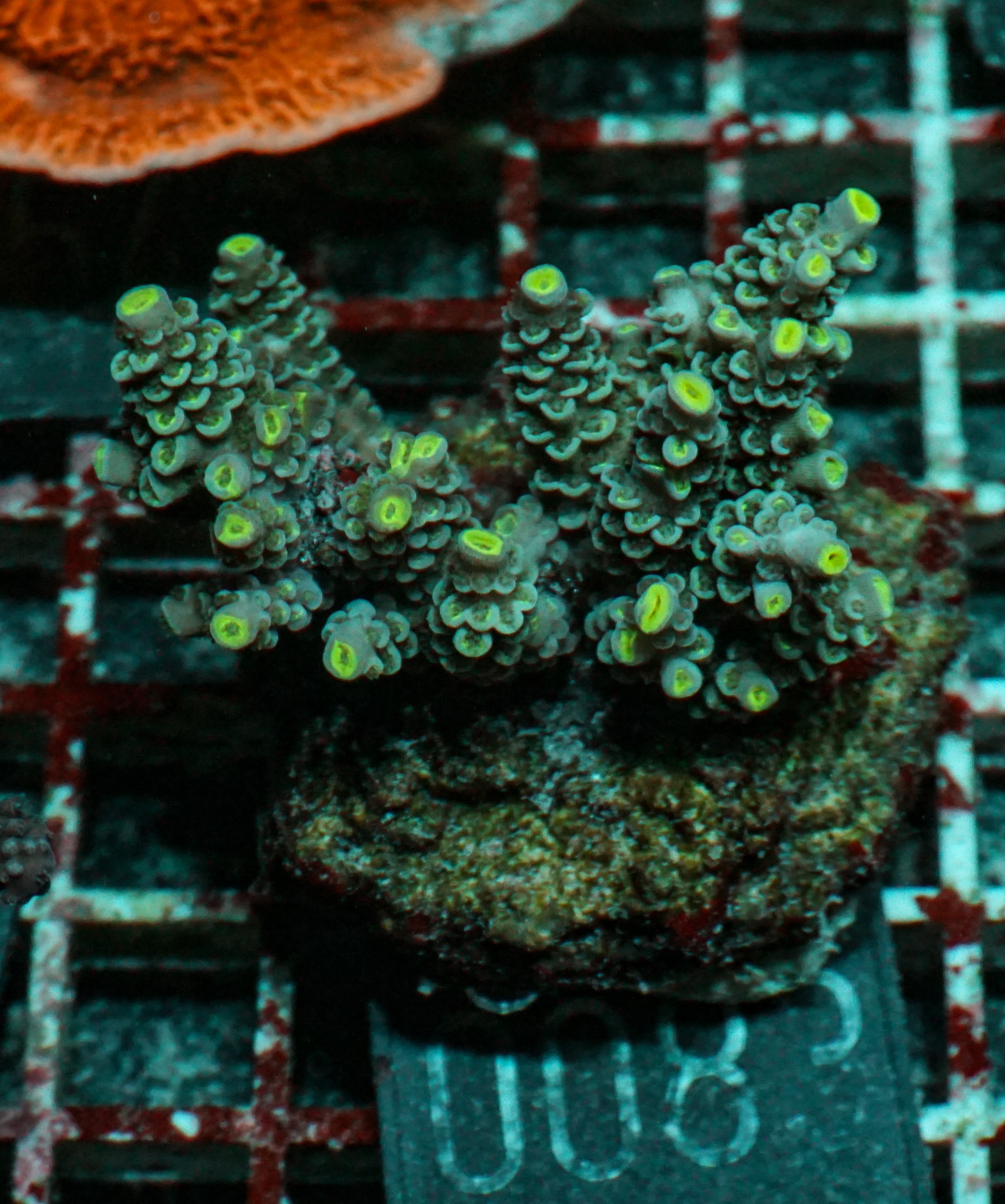 Acropora tenuis “Walt Disney art”