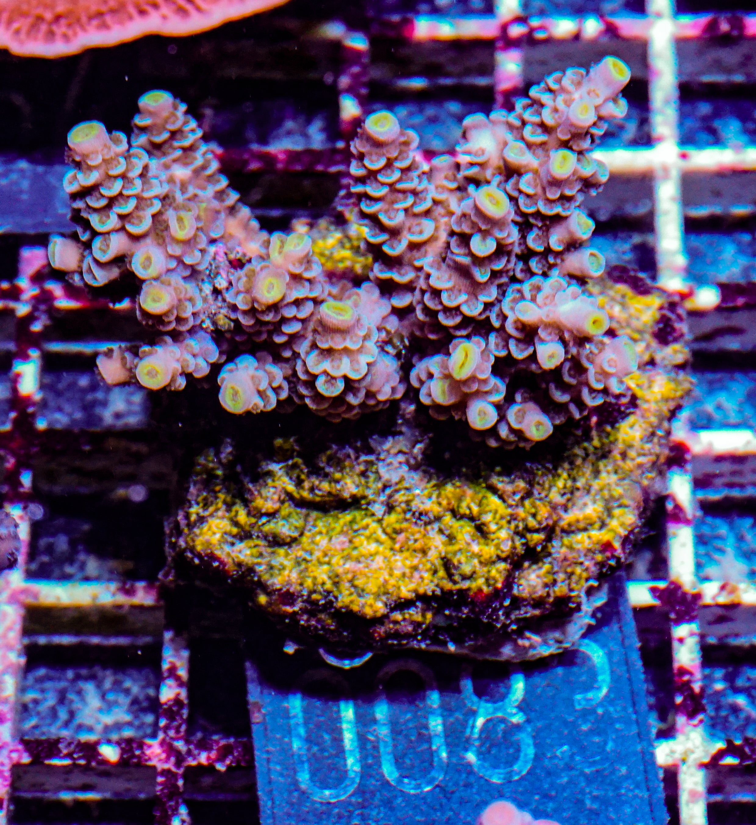 Acropora tenuis “Walt Disney art”