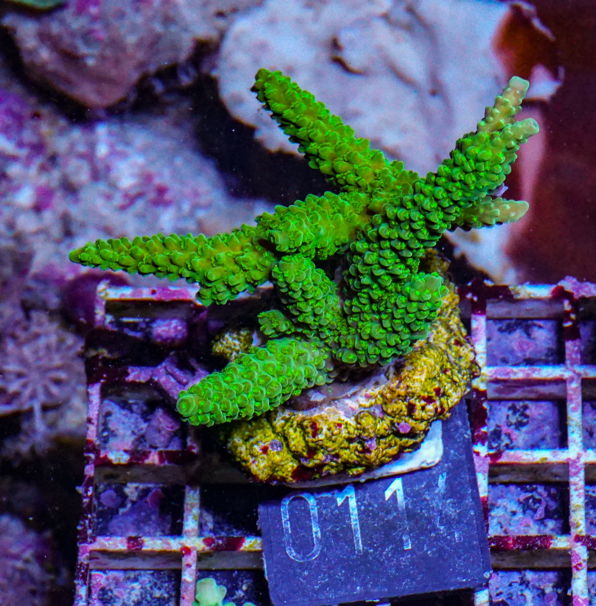 Acropora tumida "Enzmann"