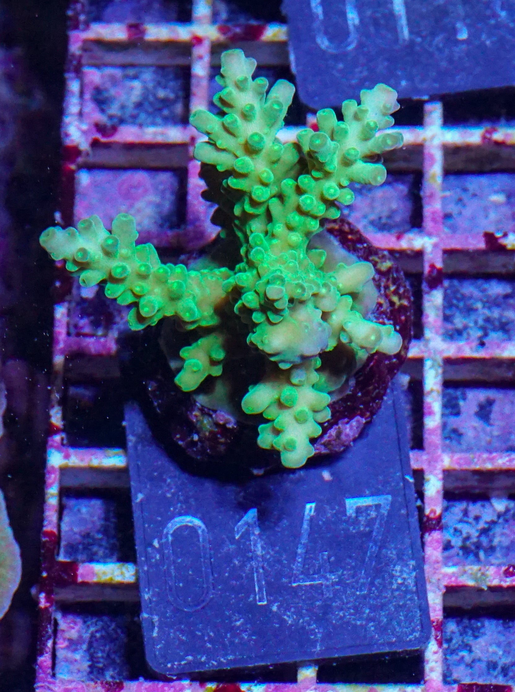 Acropora austera “golden age”
