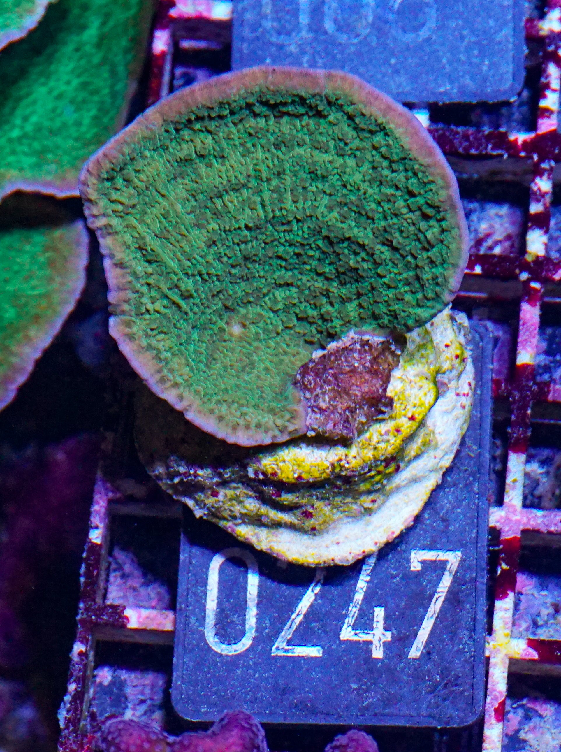 Montipora delicatula