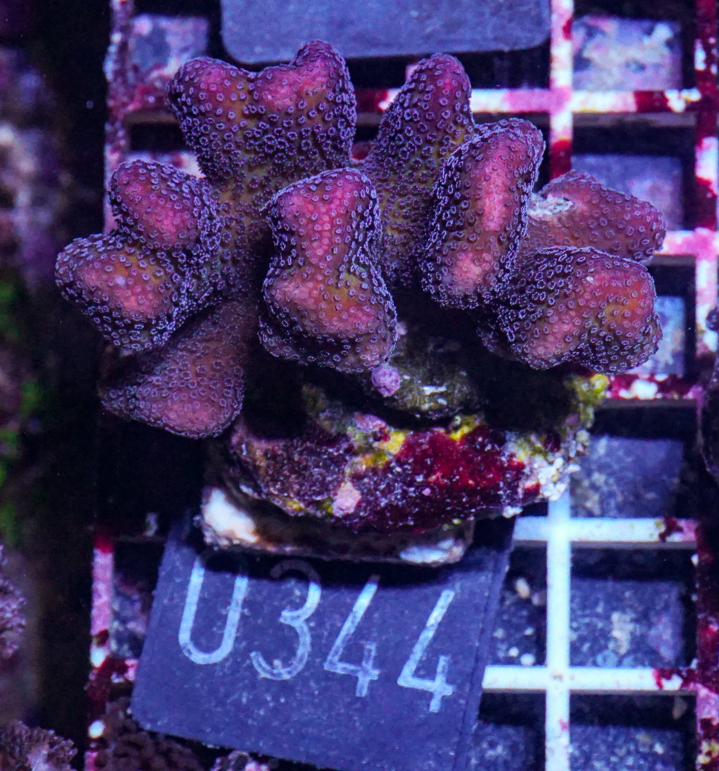 Stylophora pistillata "pink"