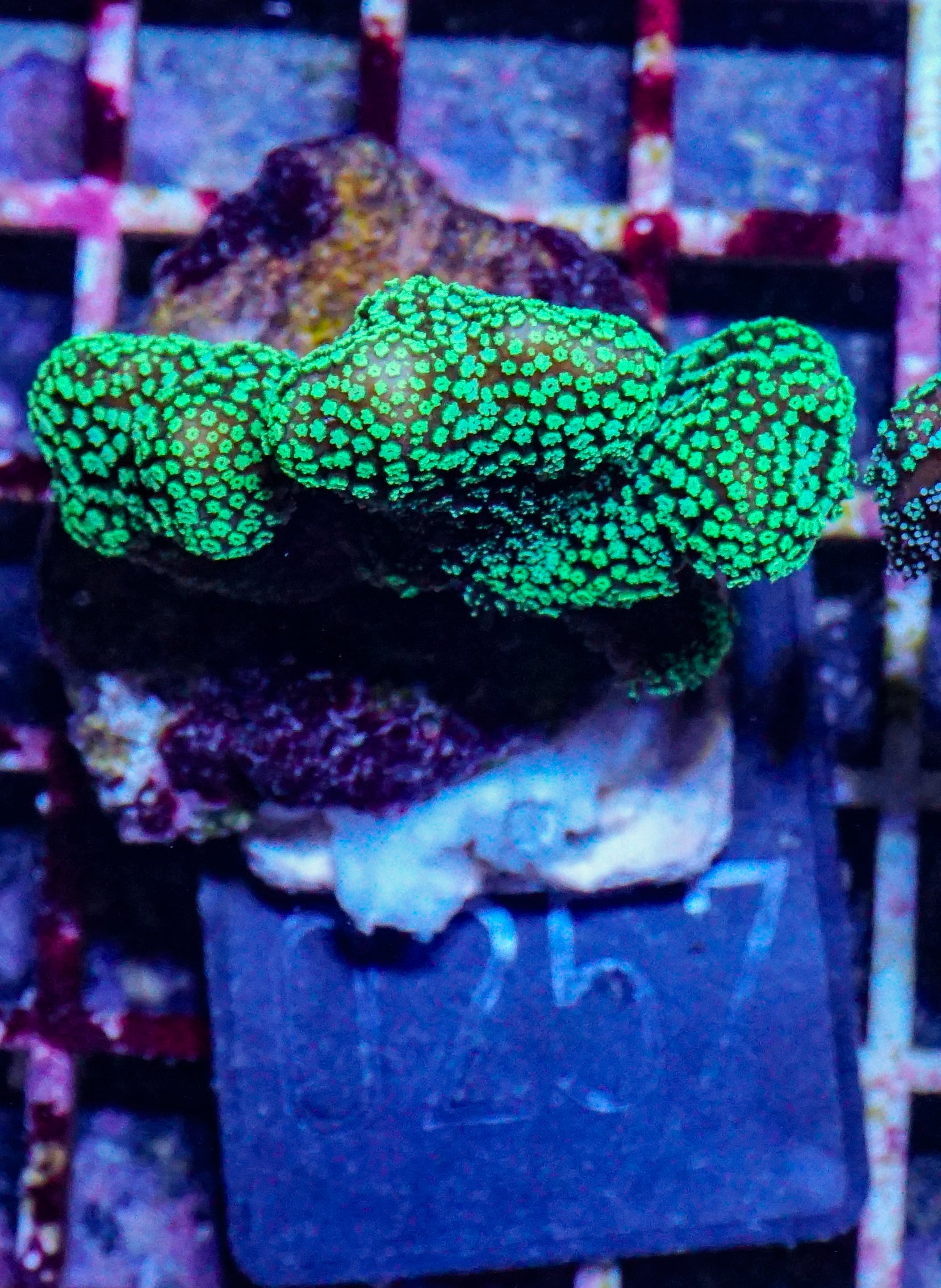 Stylophora pistillata "green"