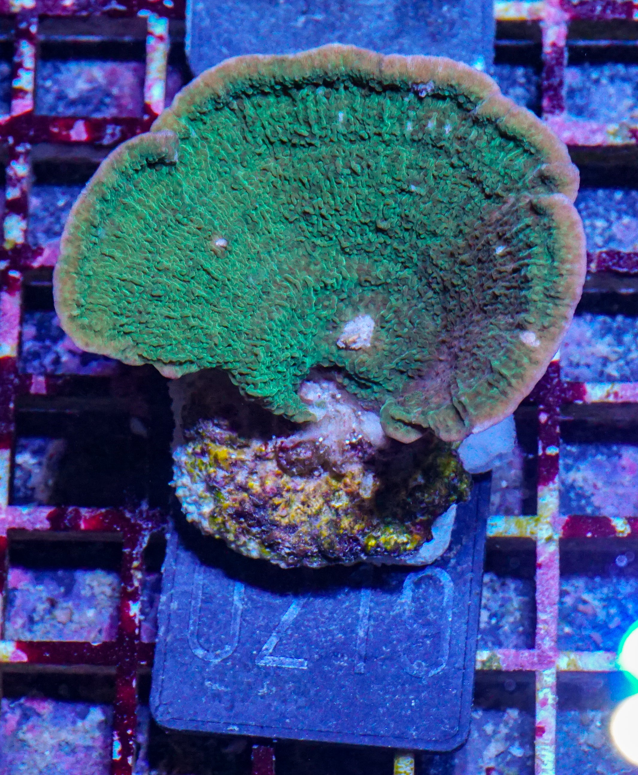 Montipora delicatula