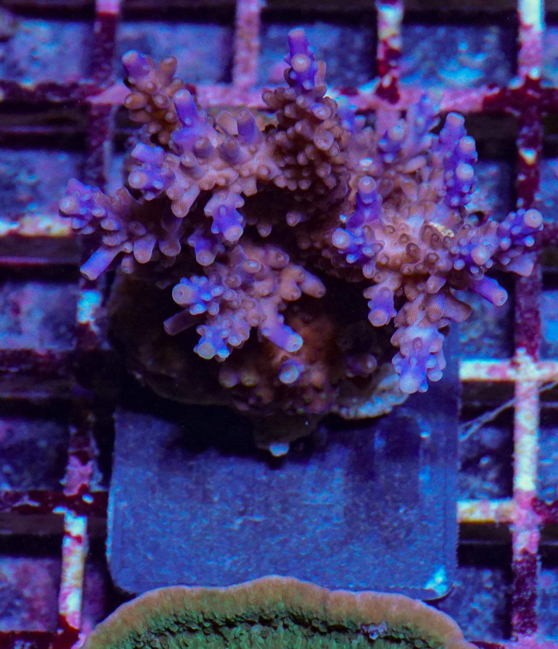 Acropora valida