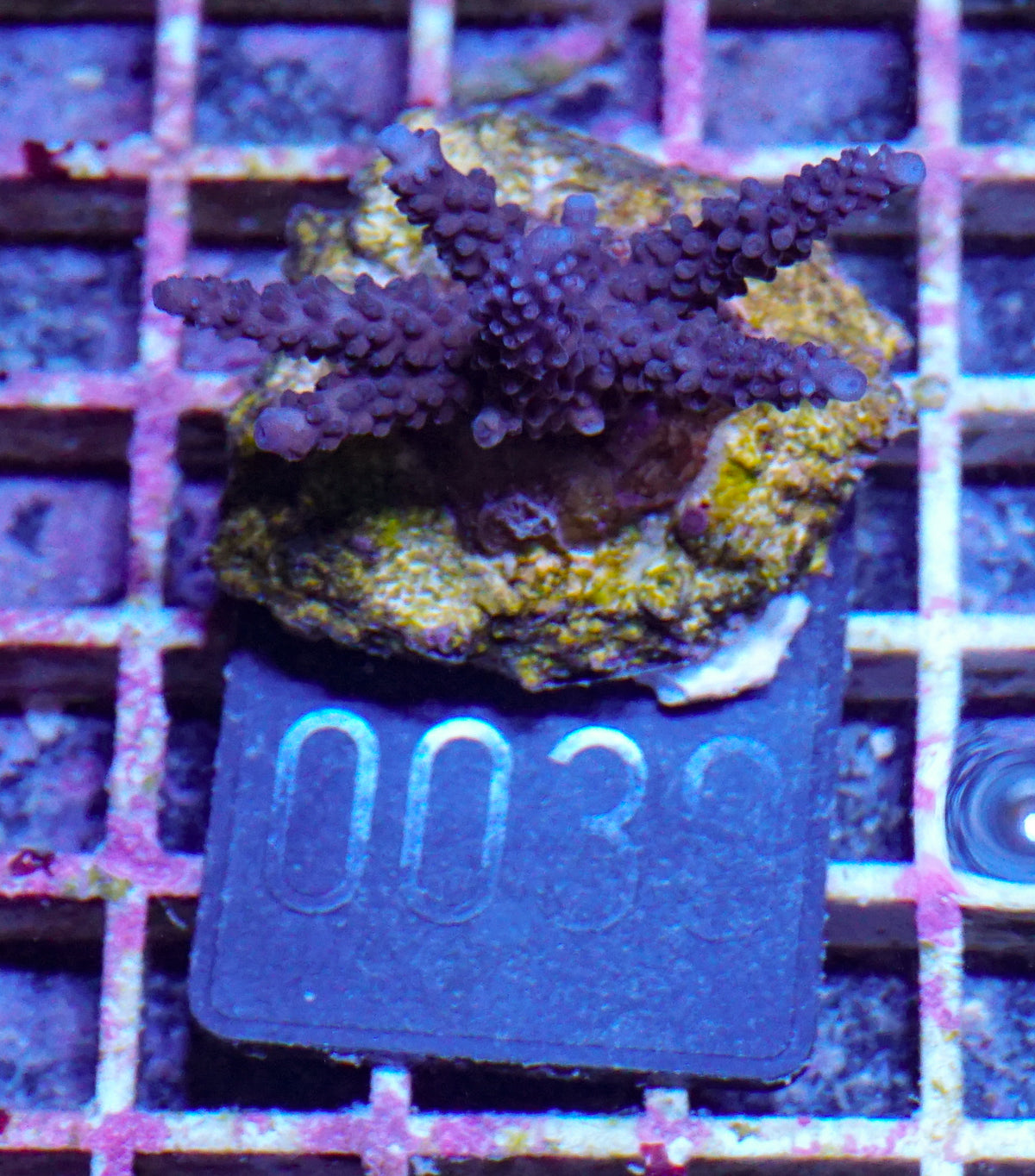Acropora parilis "blue"