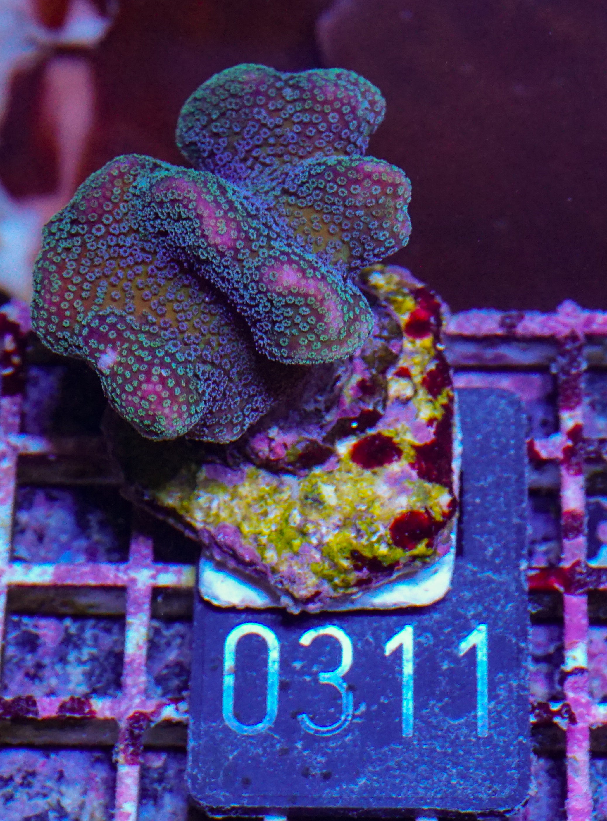 Stylophora pistillata "pink"