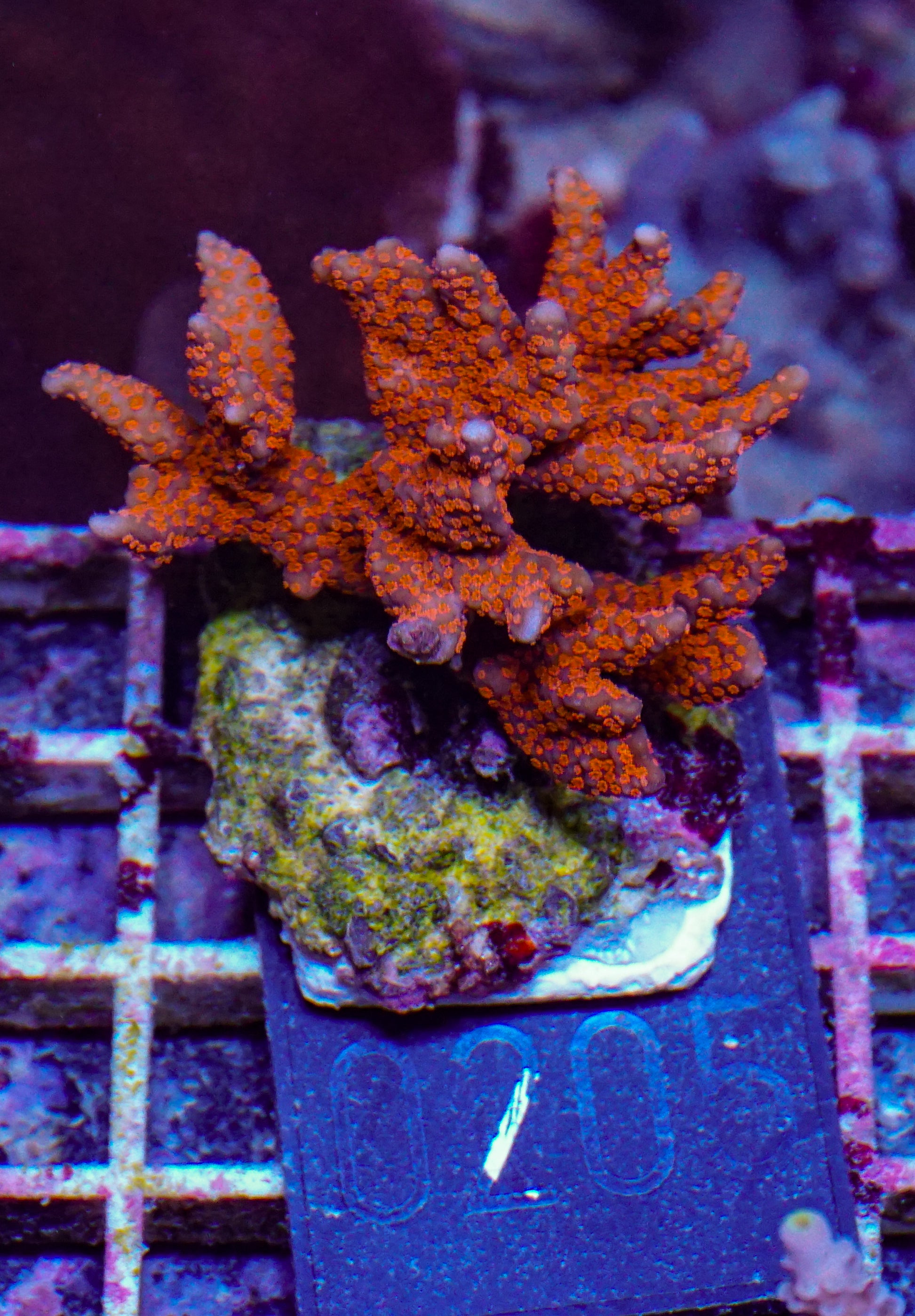 Montipora samarensis "australian fire"