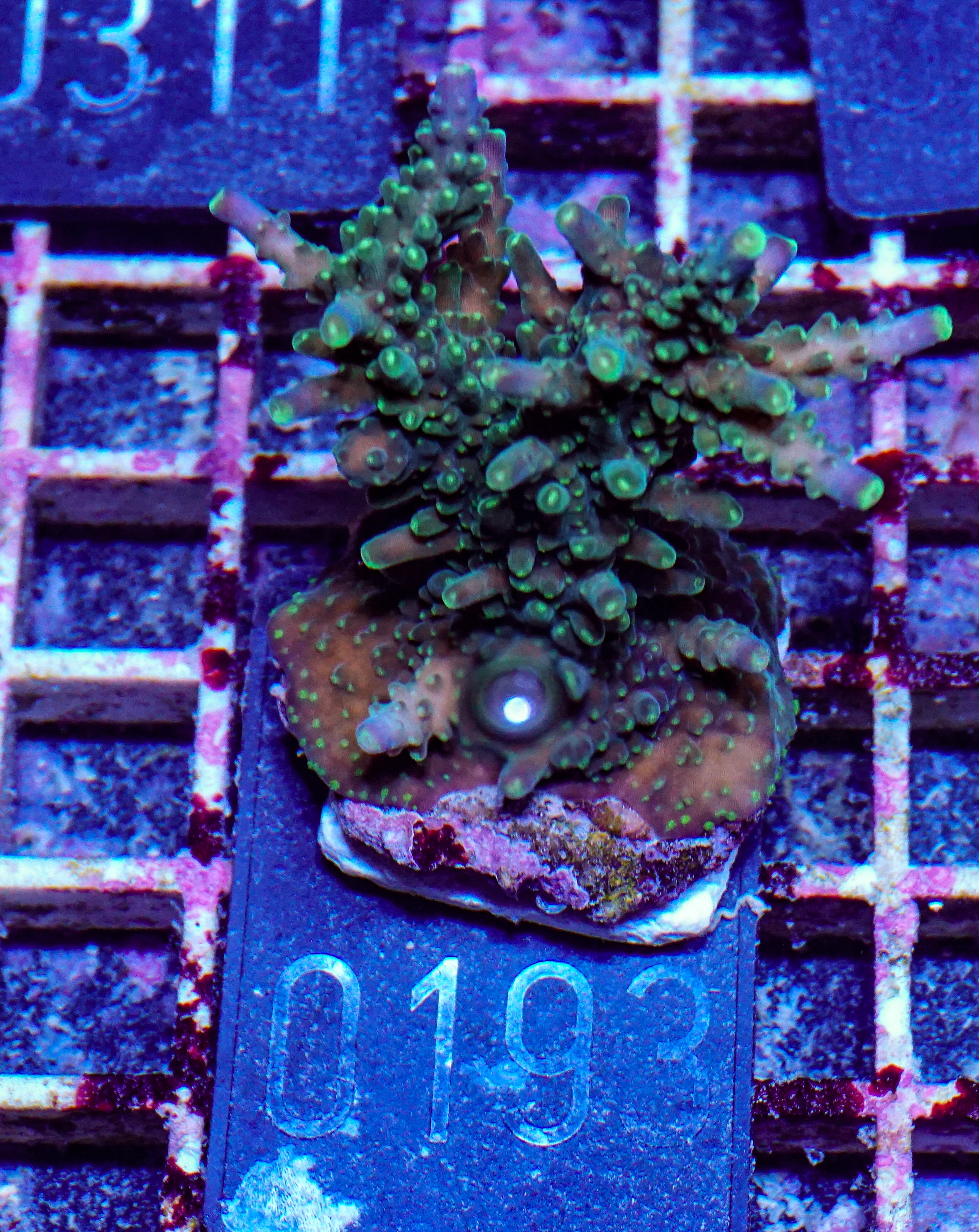 Acropora secale “Joker”