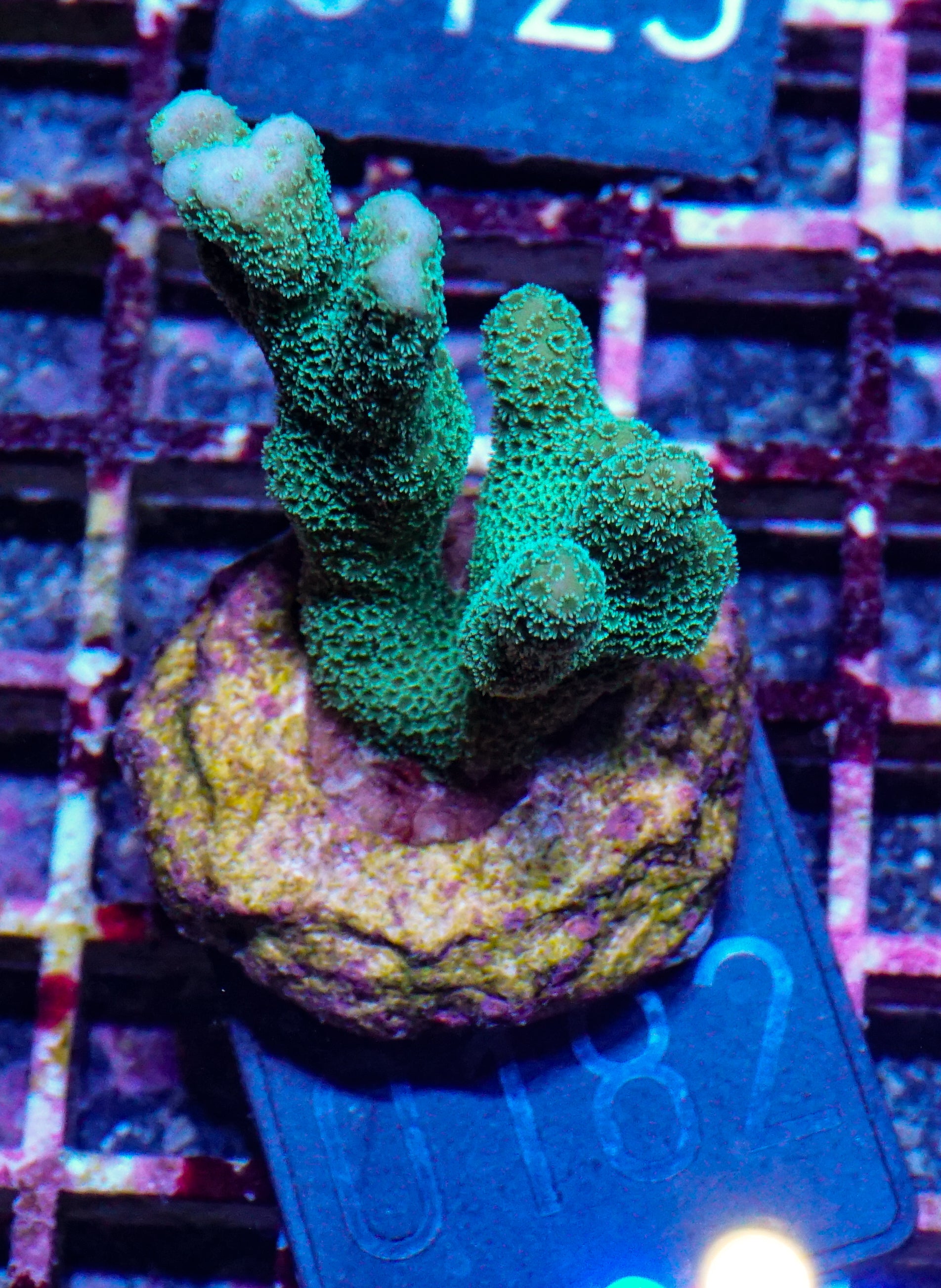 Montipora digitata purple