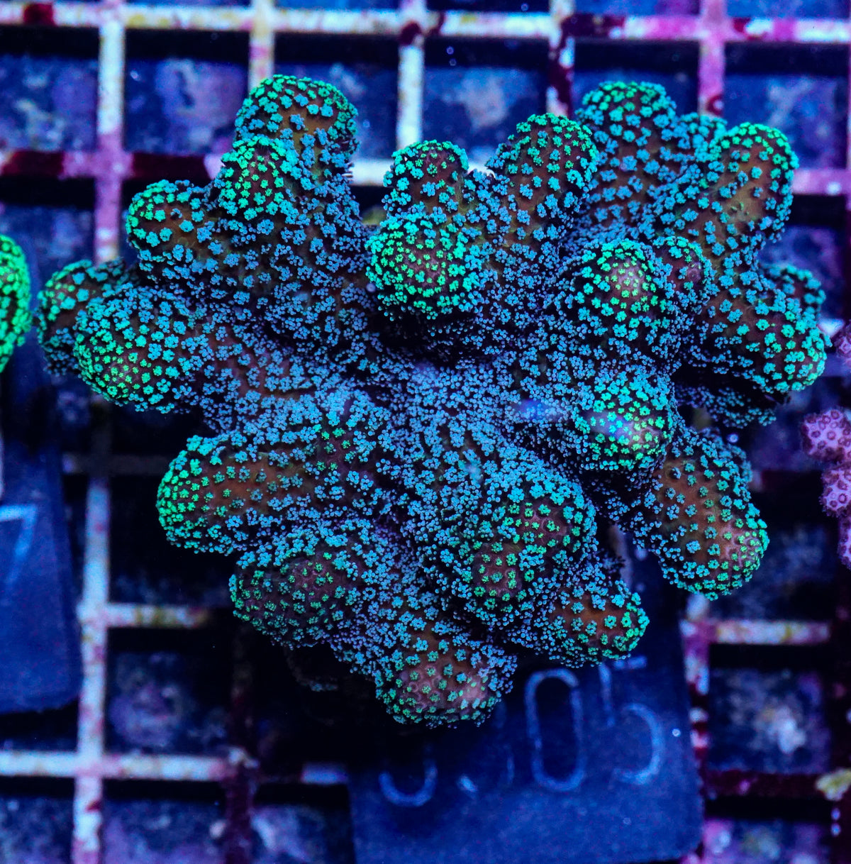 Stylophora pistillata "green"