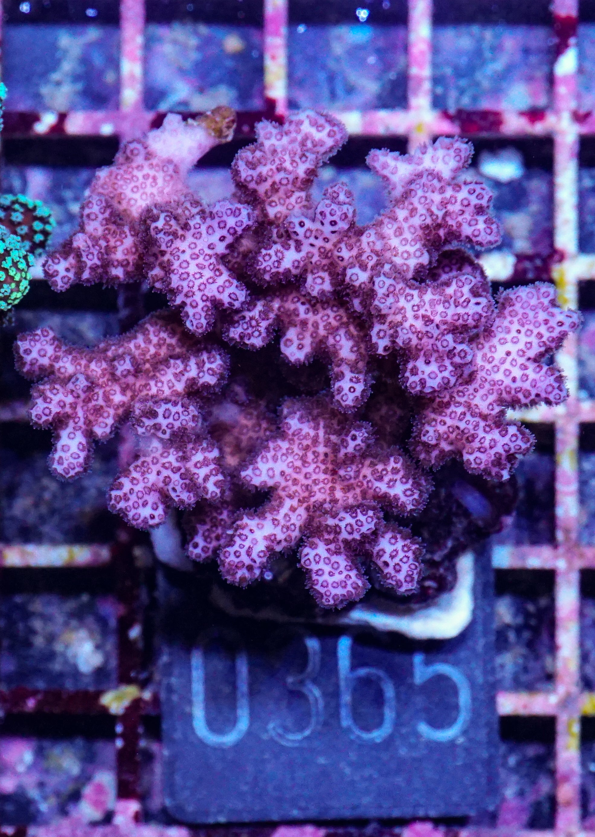 Pocillopora acuta/damicornis "pink"