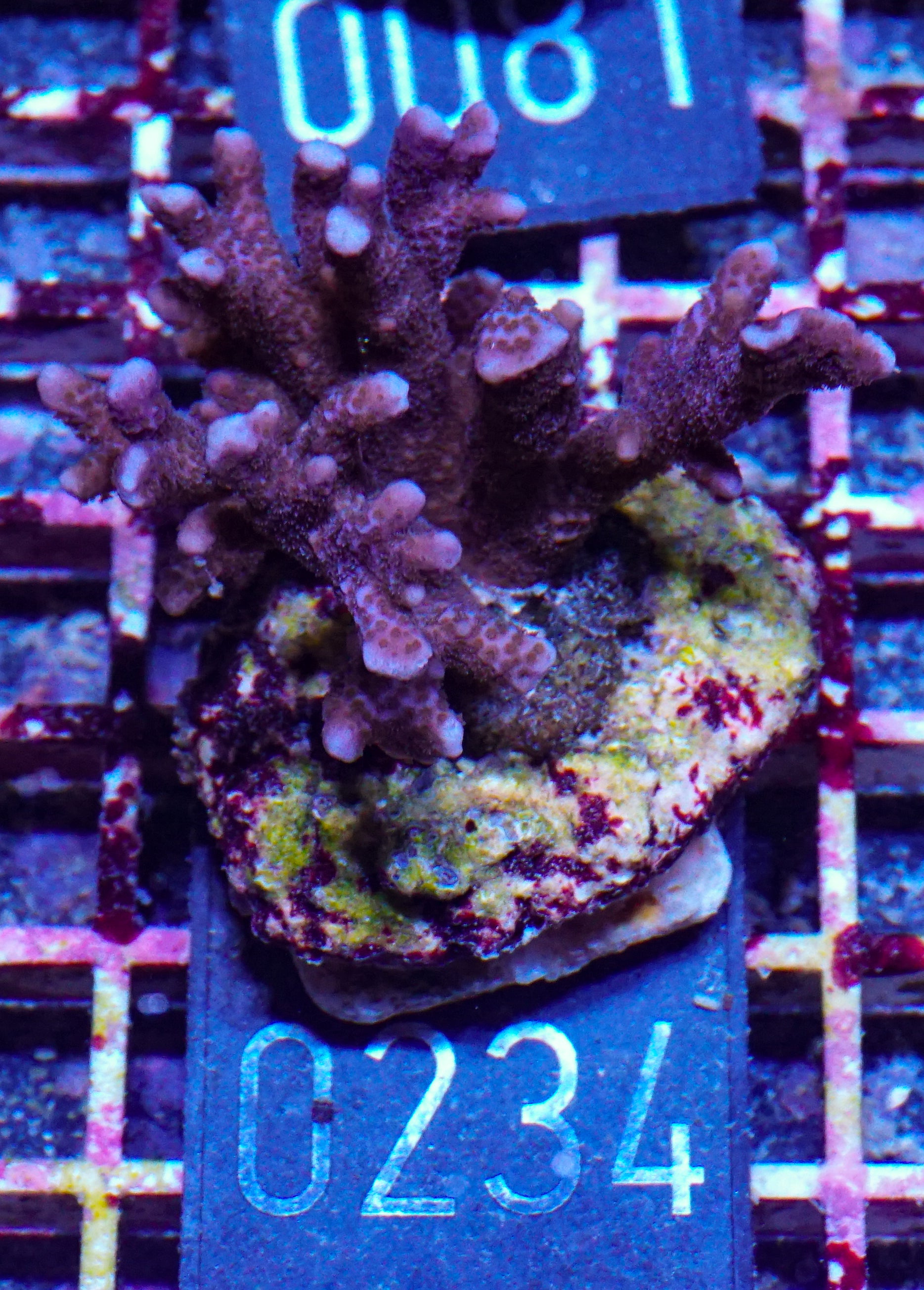 Montipora digitata purple