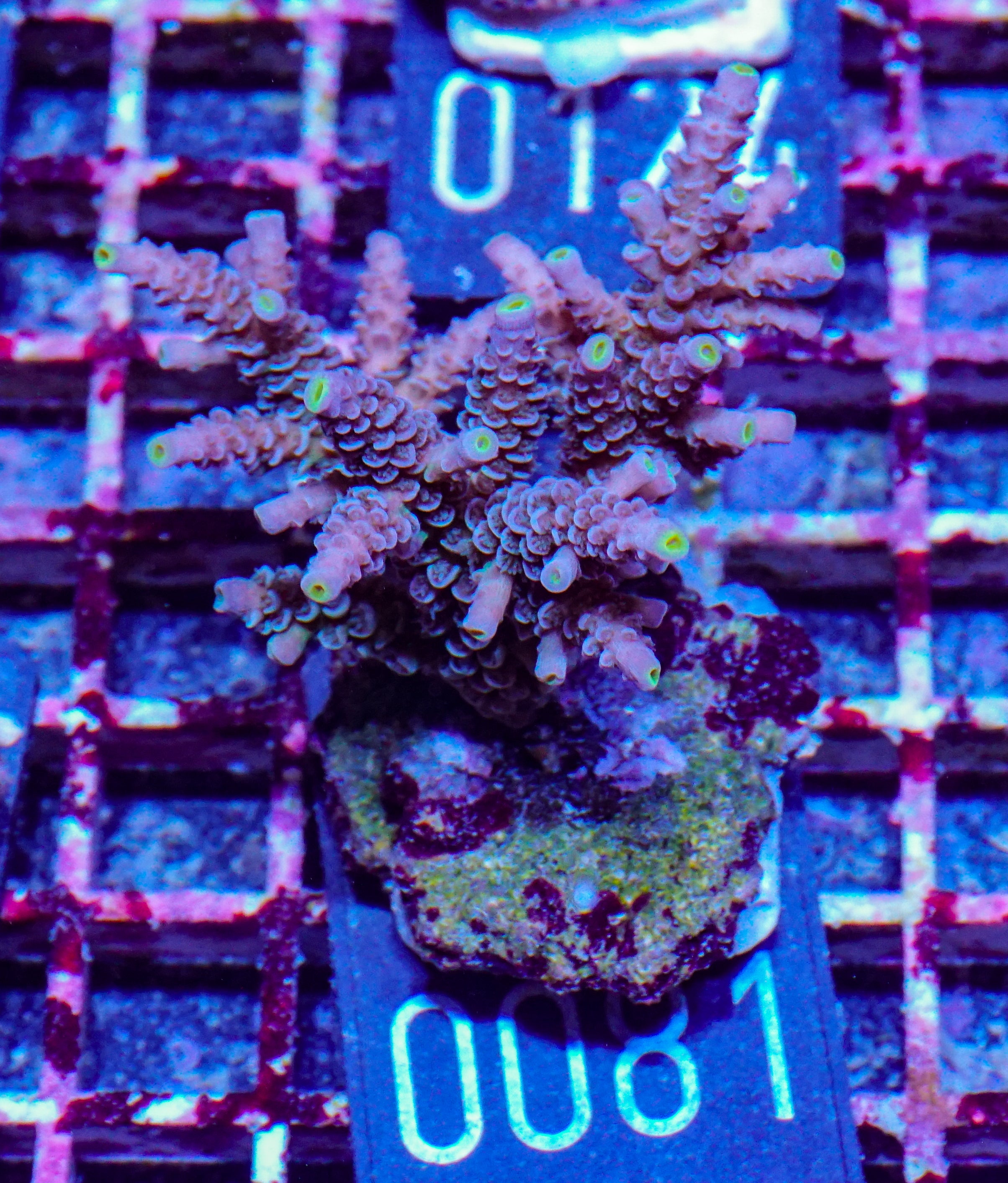 Acropora tenuis “Walt Disney art”