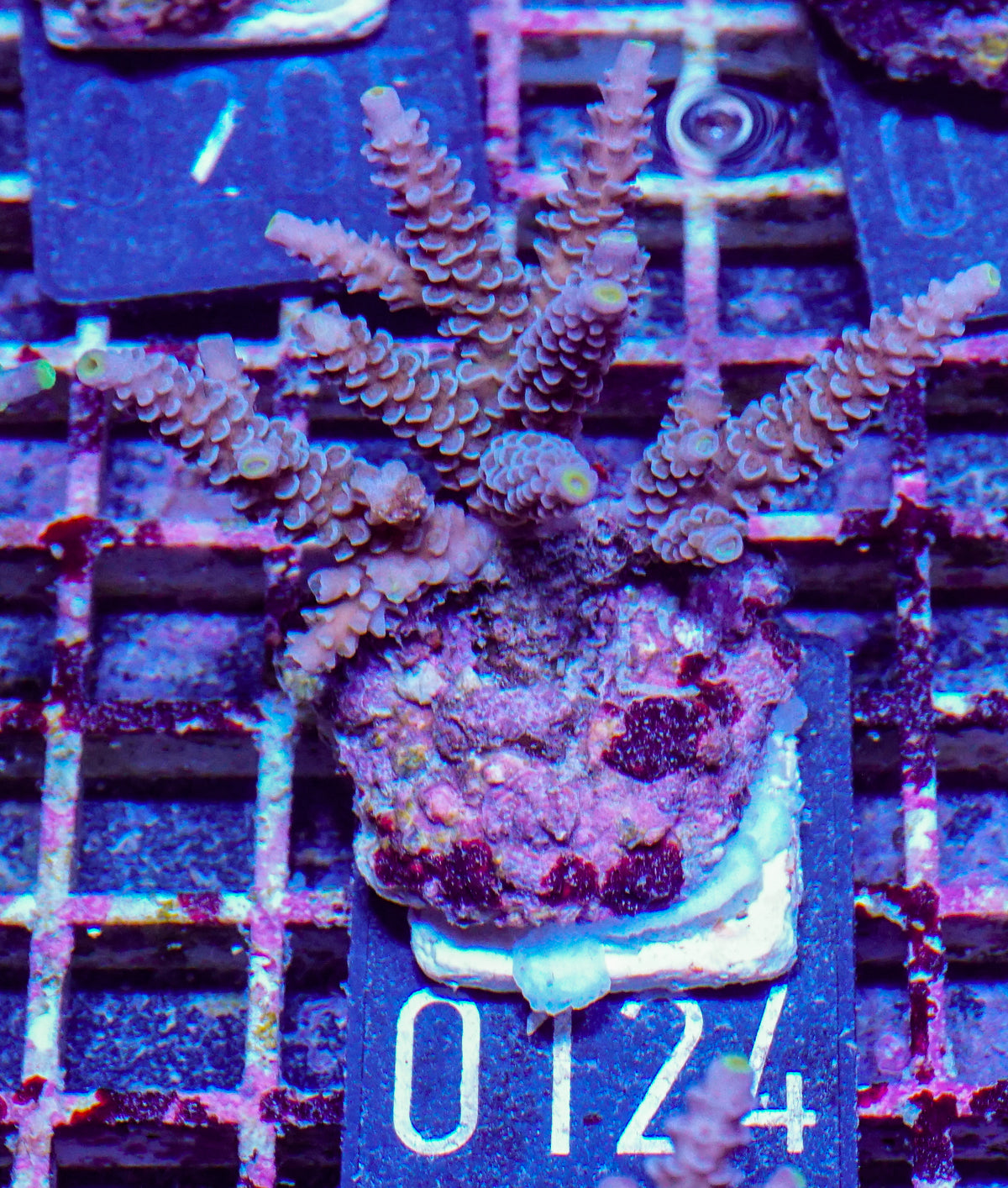 Acropora tenuis „Walt Disney art"