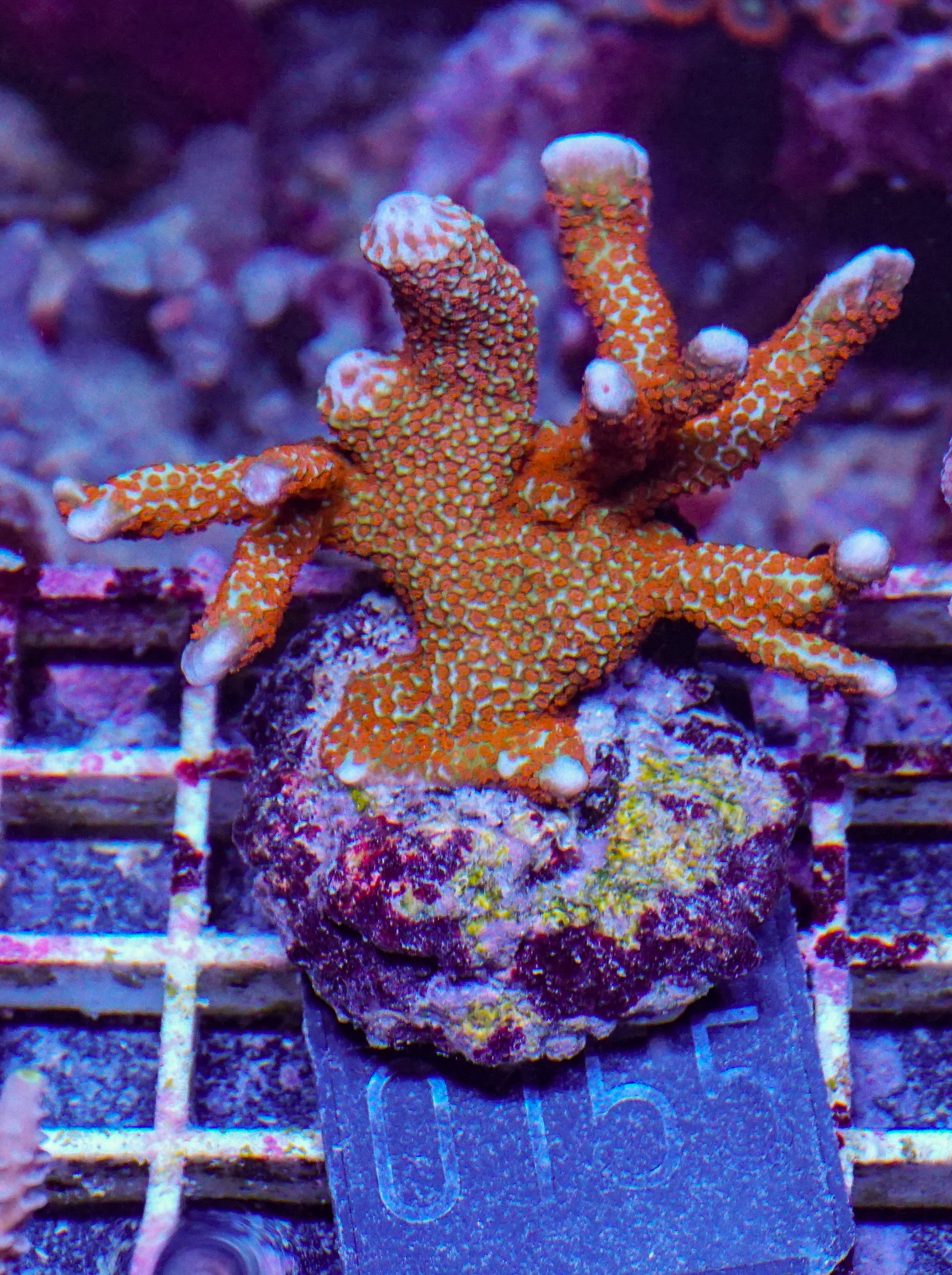 Montipora samarensis "forest fire"