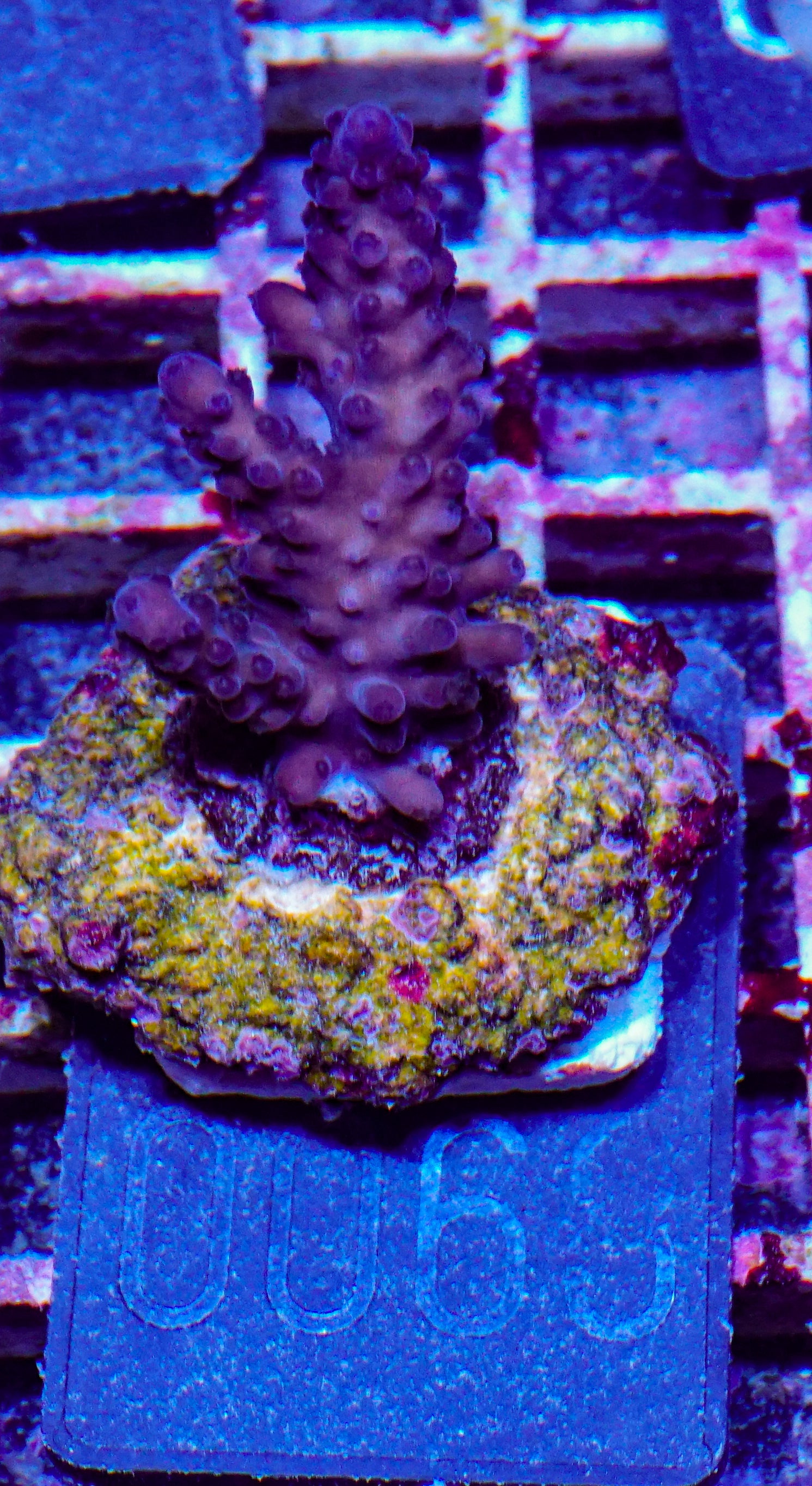 Acropora rufus „miyagi“