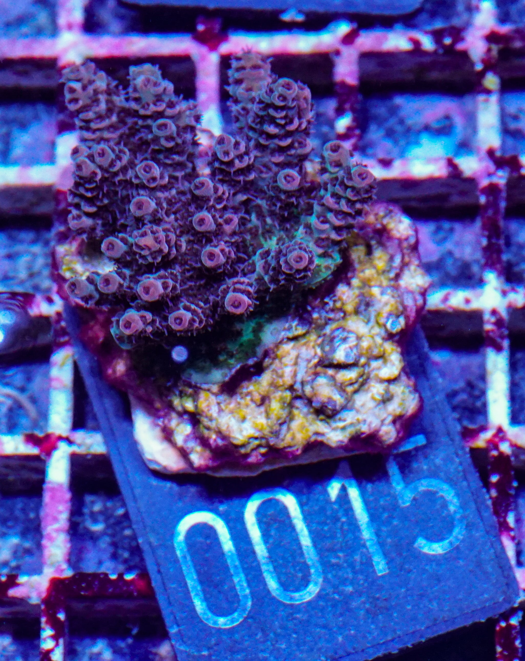 Acropora hyacinthus "pink lady"