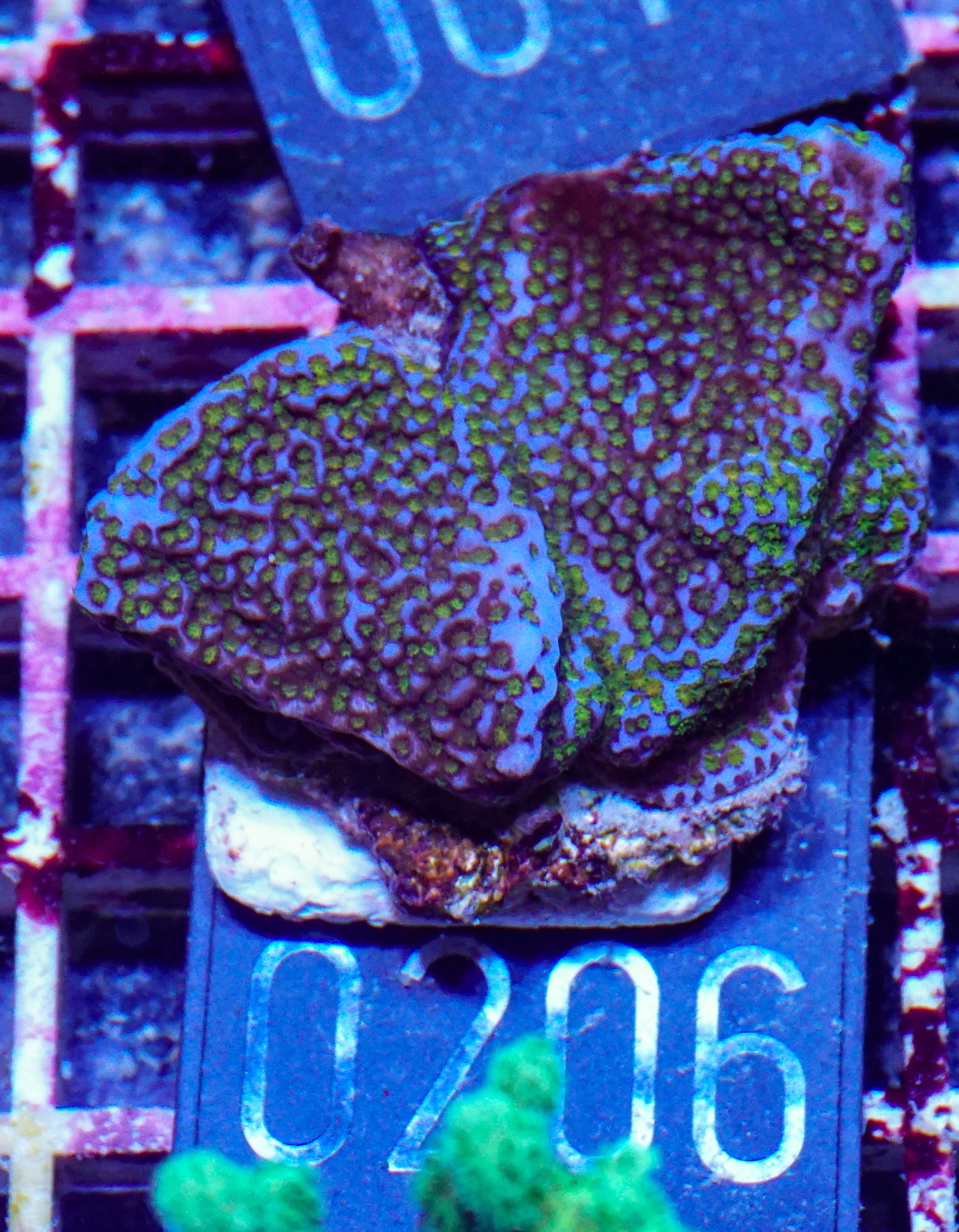 Montipora mollis "rainbow"