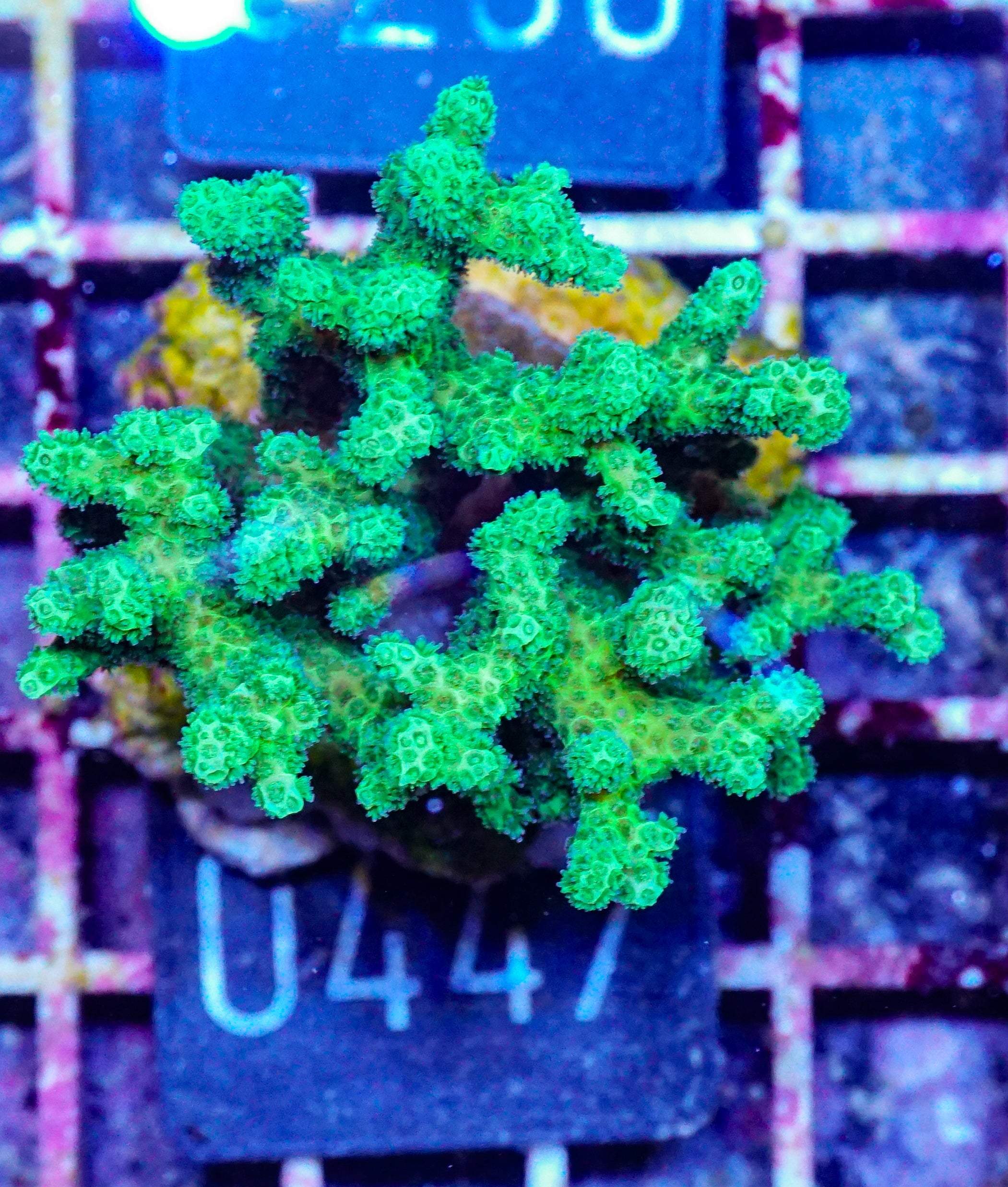 Pocillopora damicornis "grün"