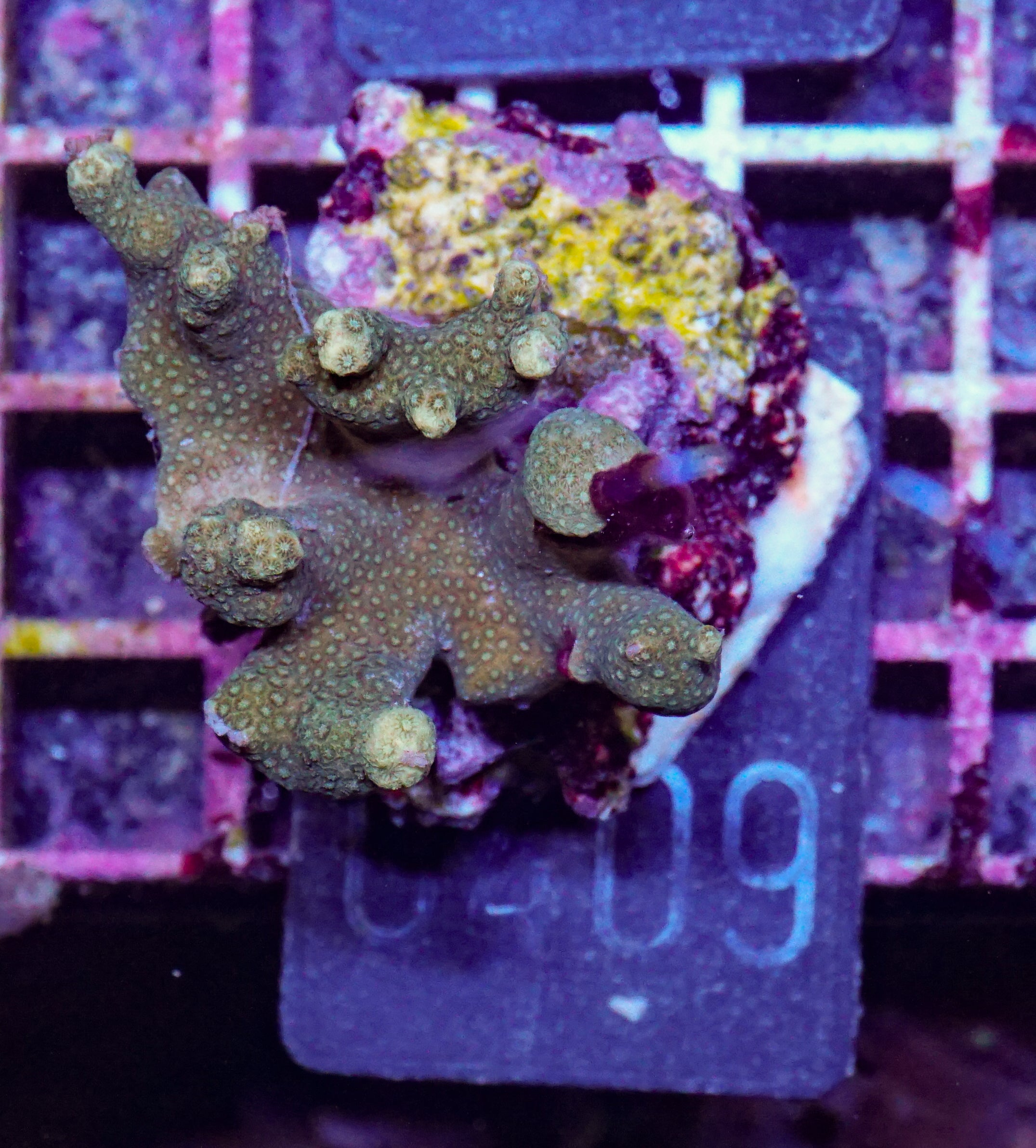 Porites lichen