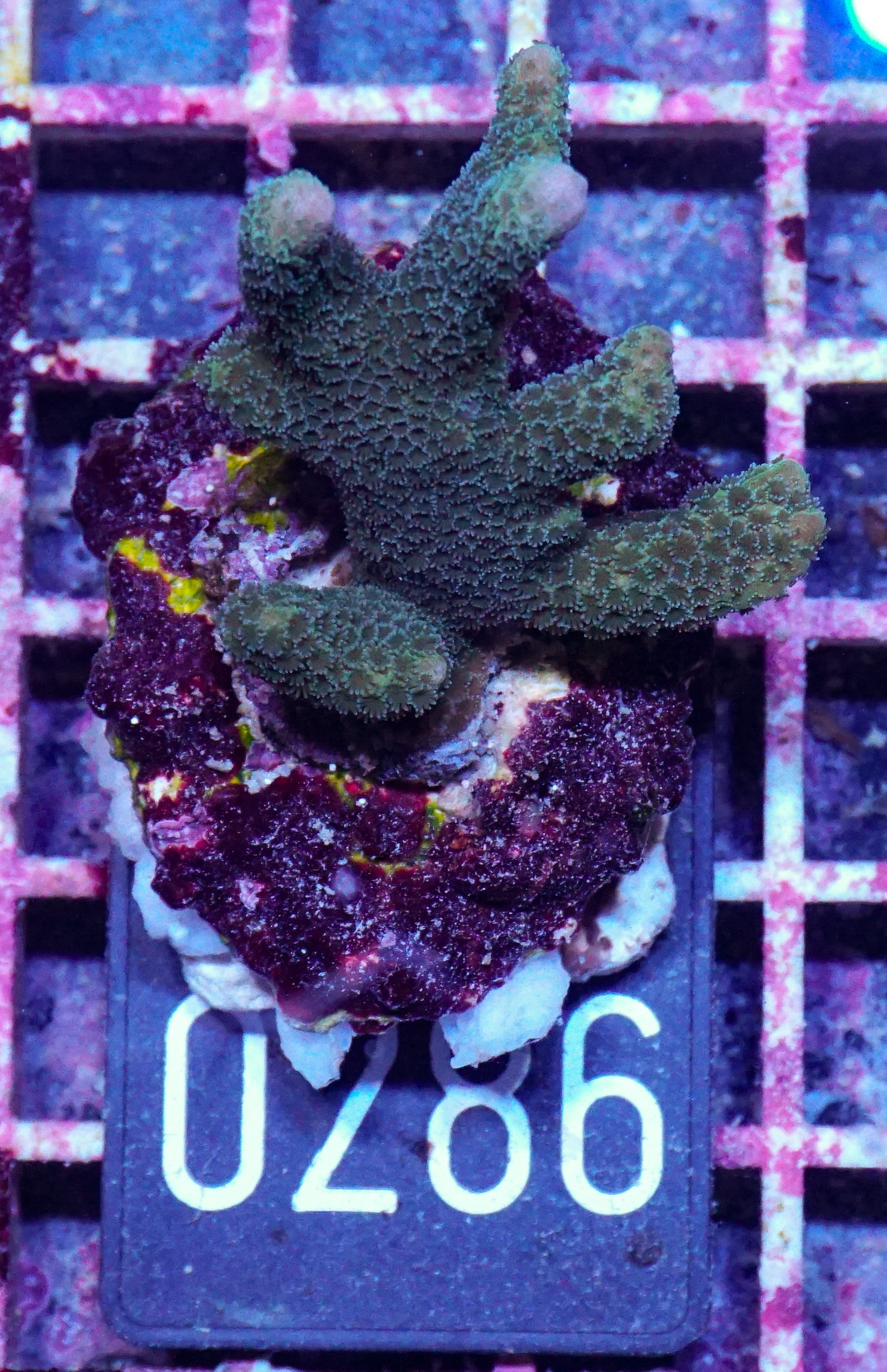 Montipora gaimardi