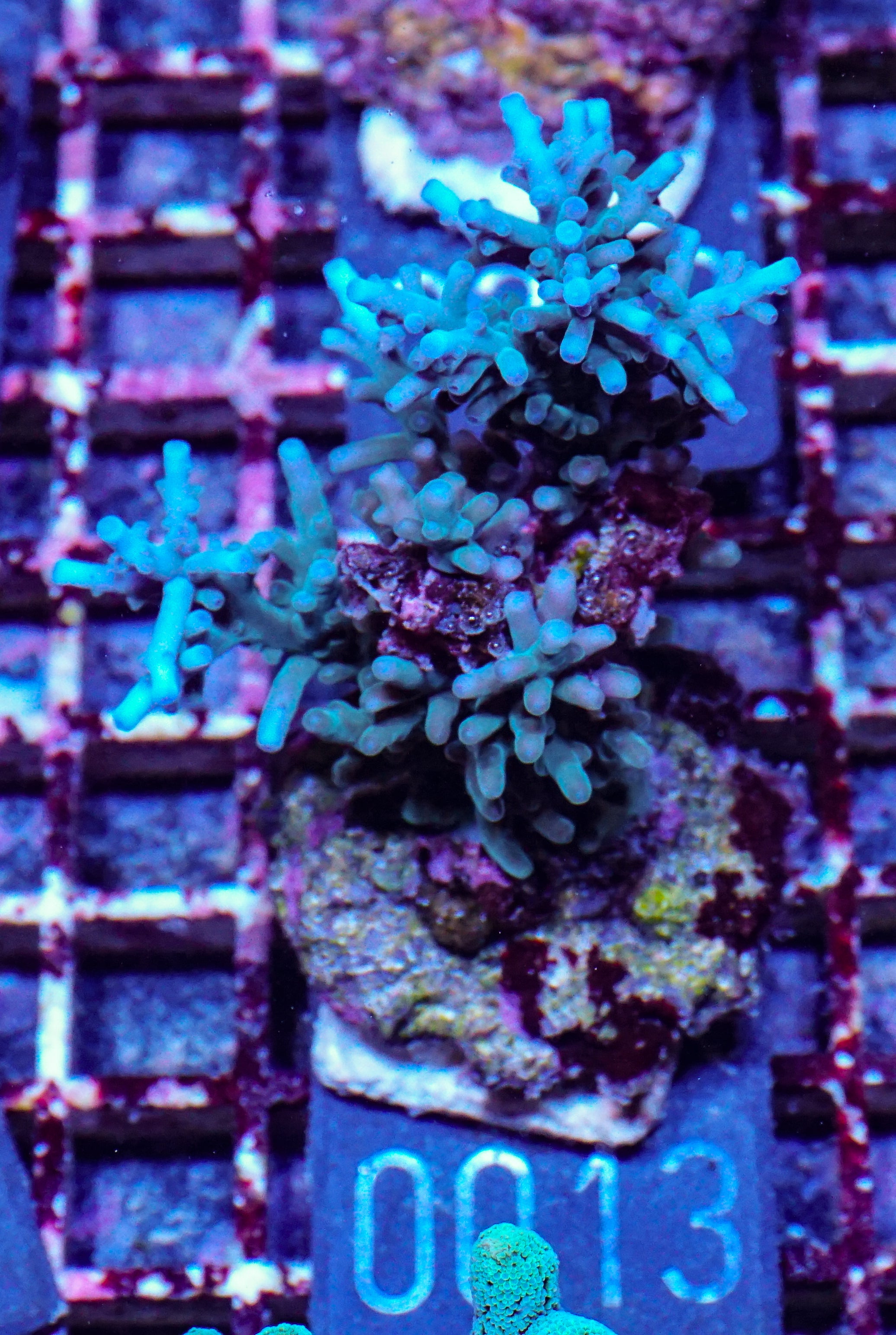 Acropora echinata