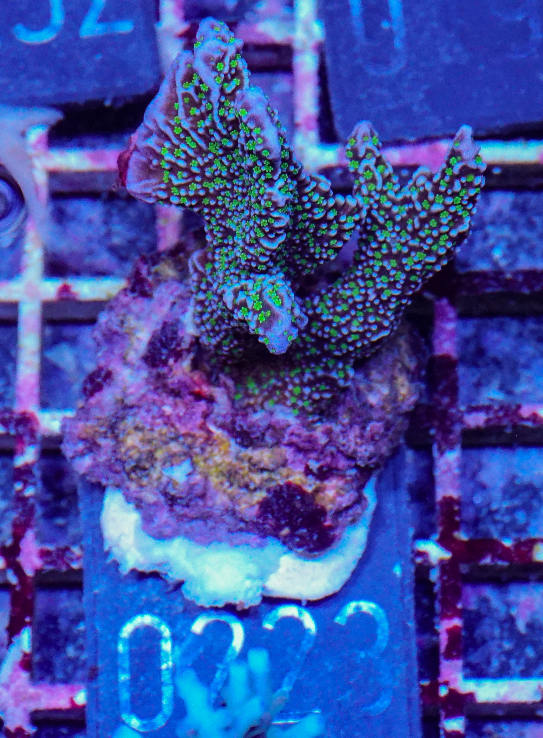 Montipora carinata “Star wars”