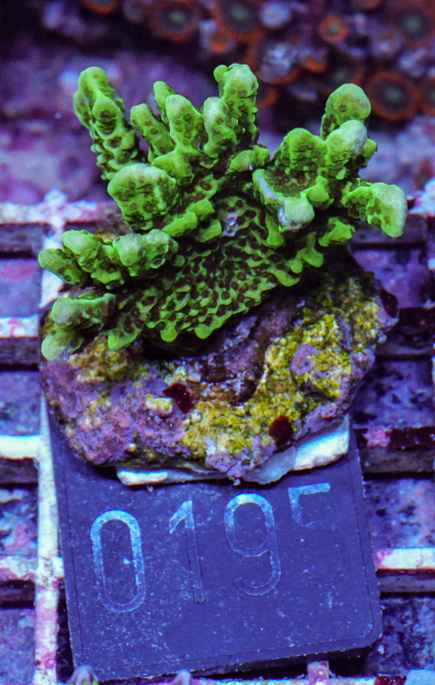 Montipora confusa